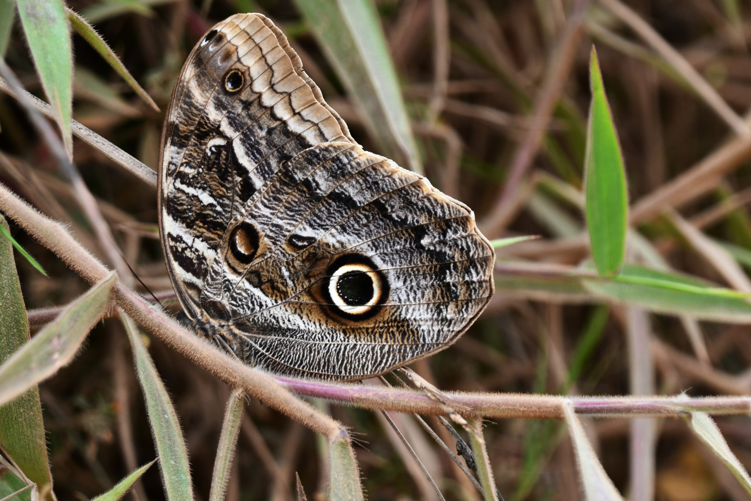 Owl Butterfly