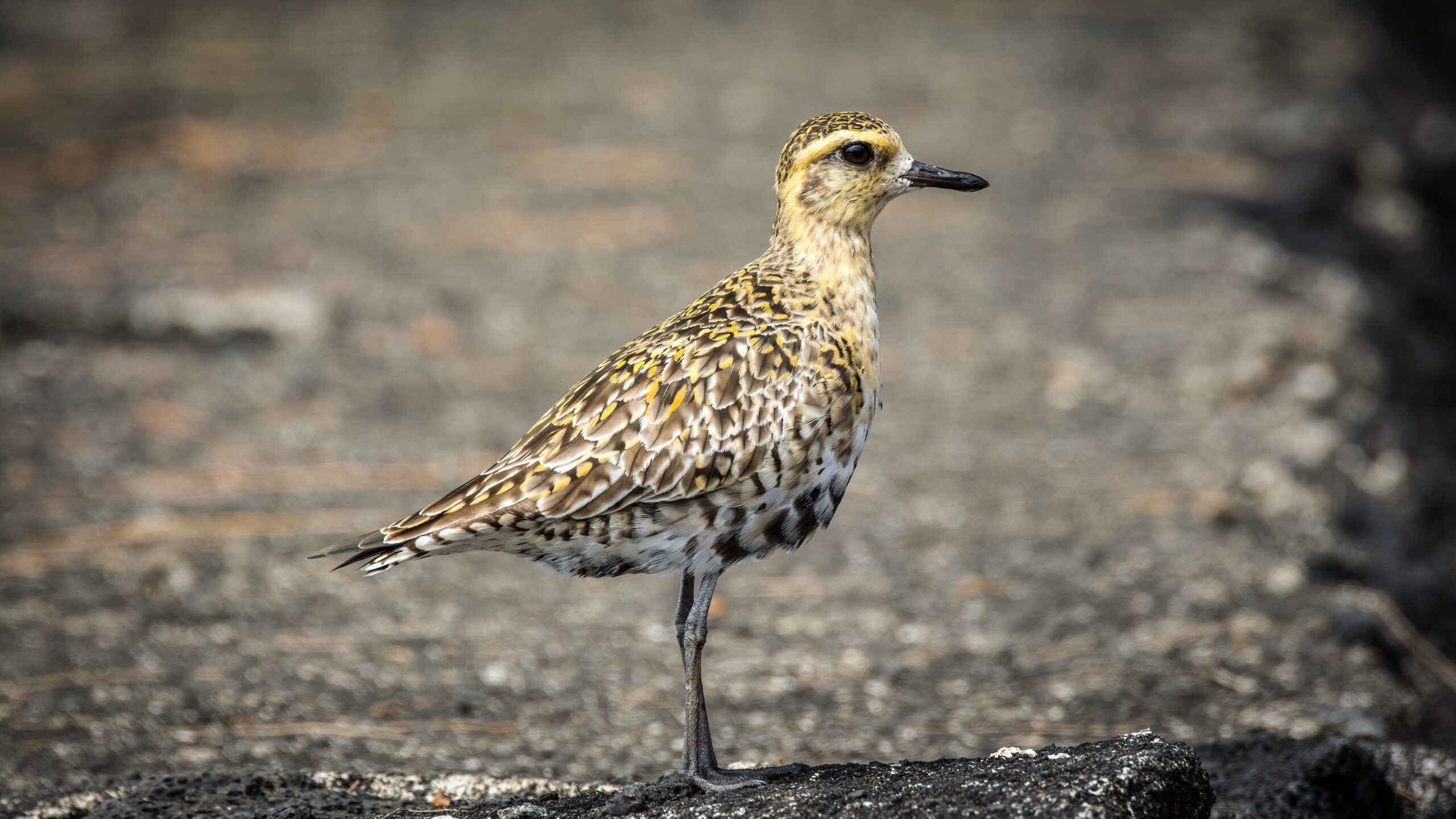 Pacific Golden Plover