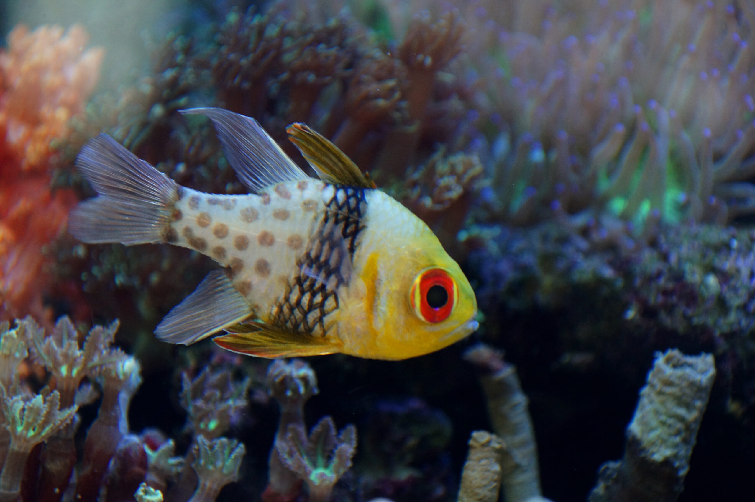 Pajama Cardinalfish