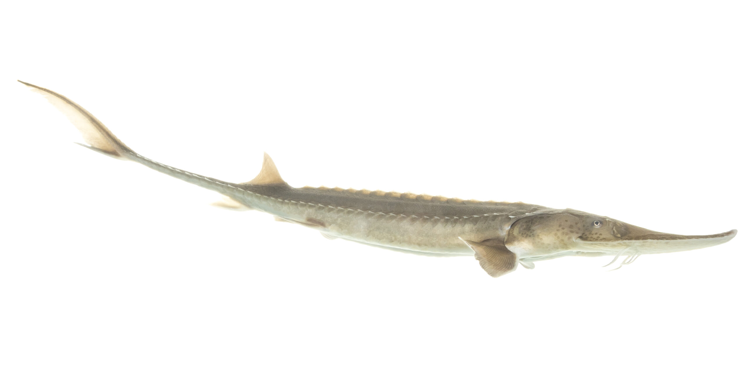 Pallid Sturgeon