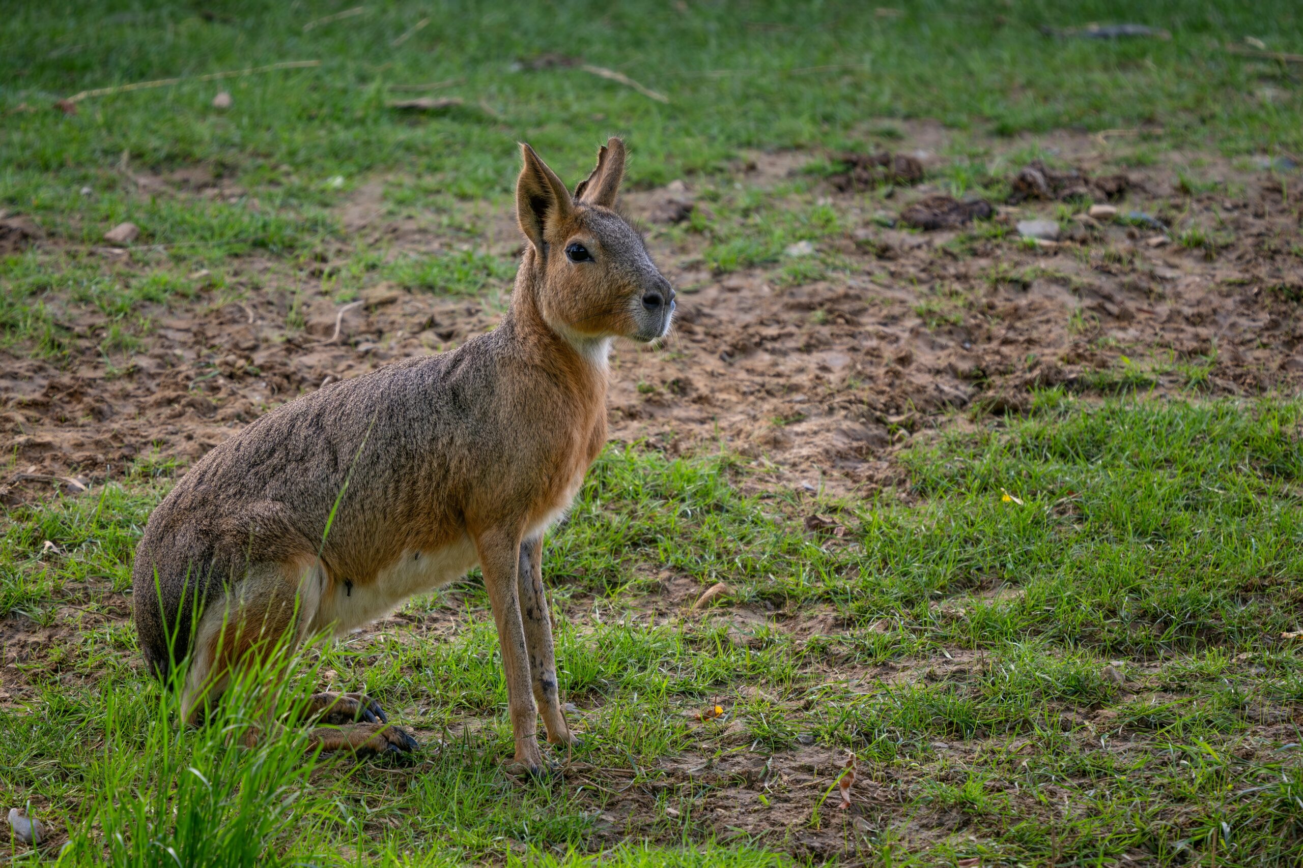 Patagonian Mara