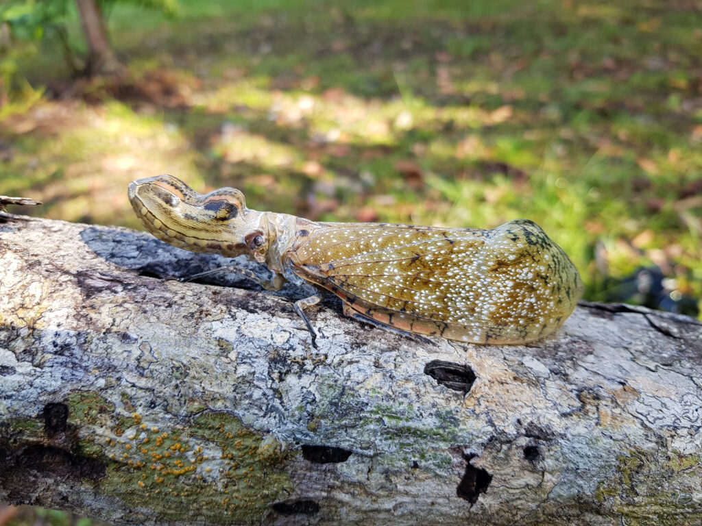 Peanut-Head Bug