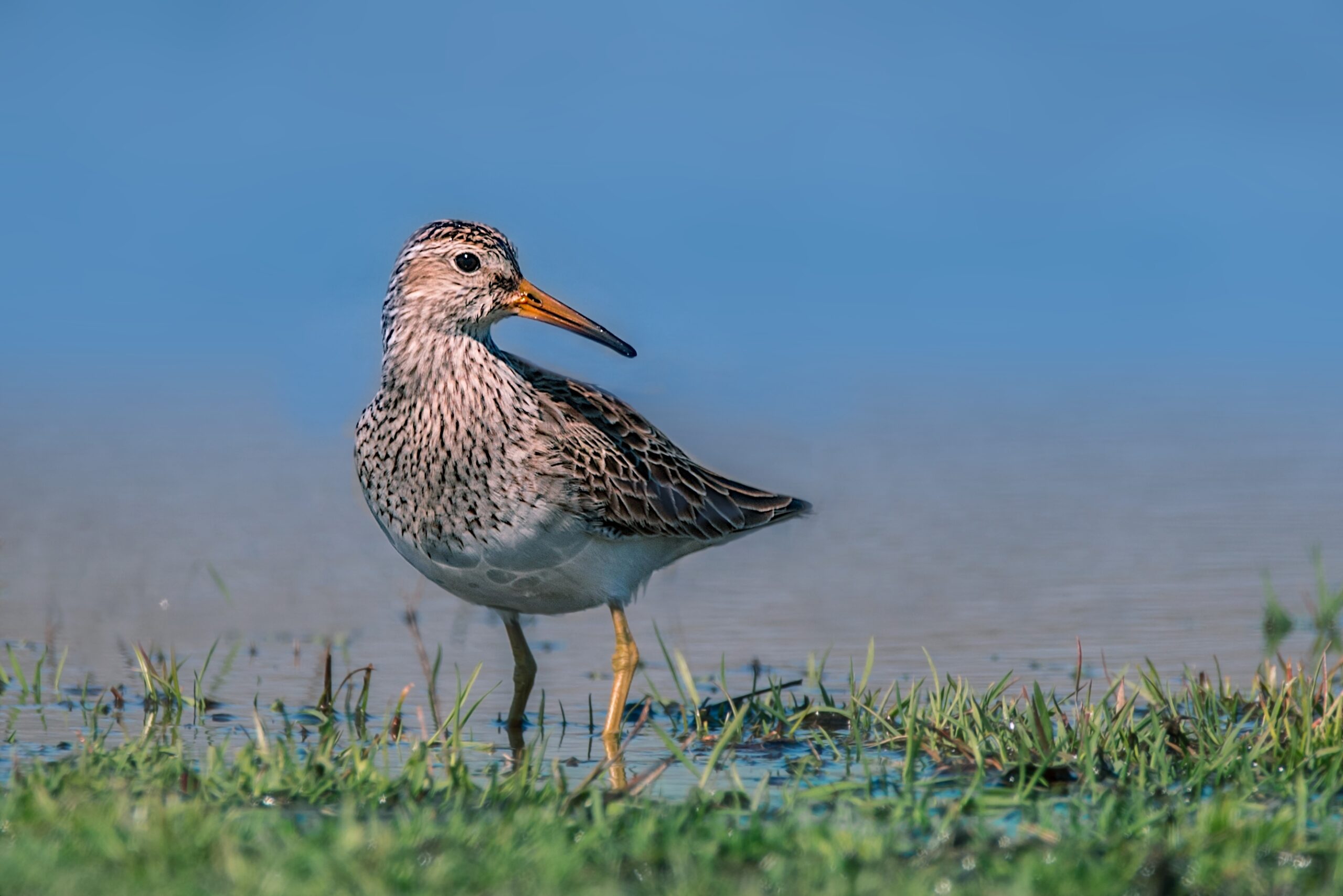 Pectoral Sandpiper