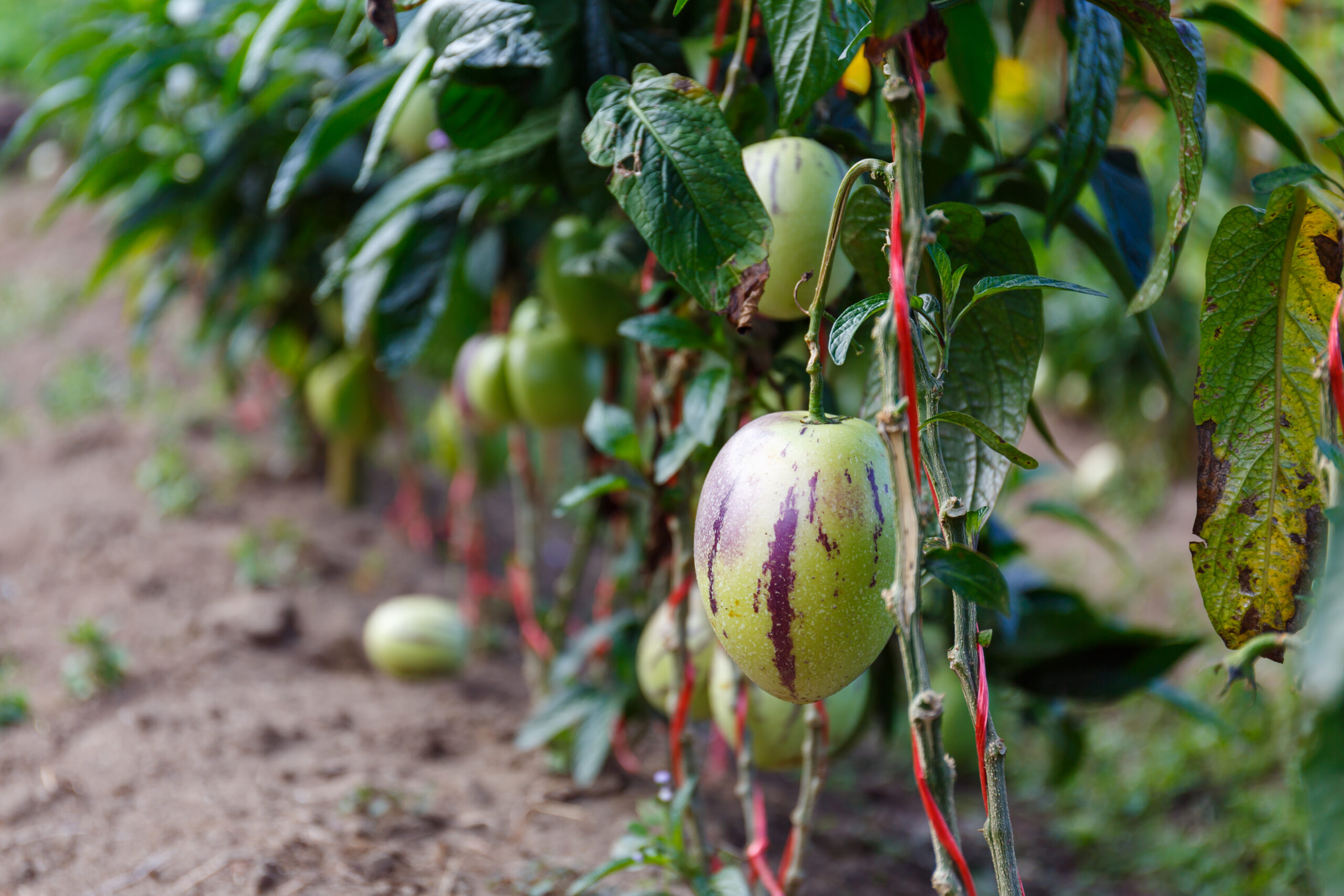 Pepino Melon