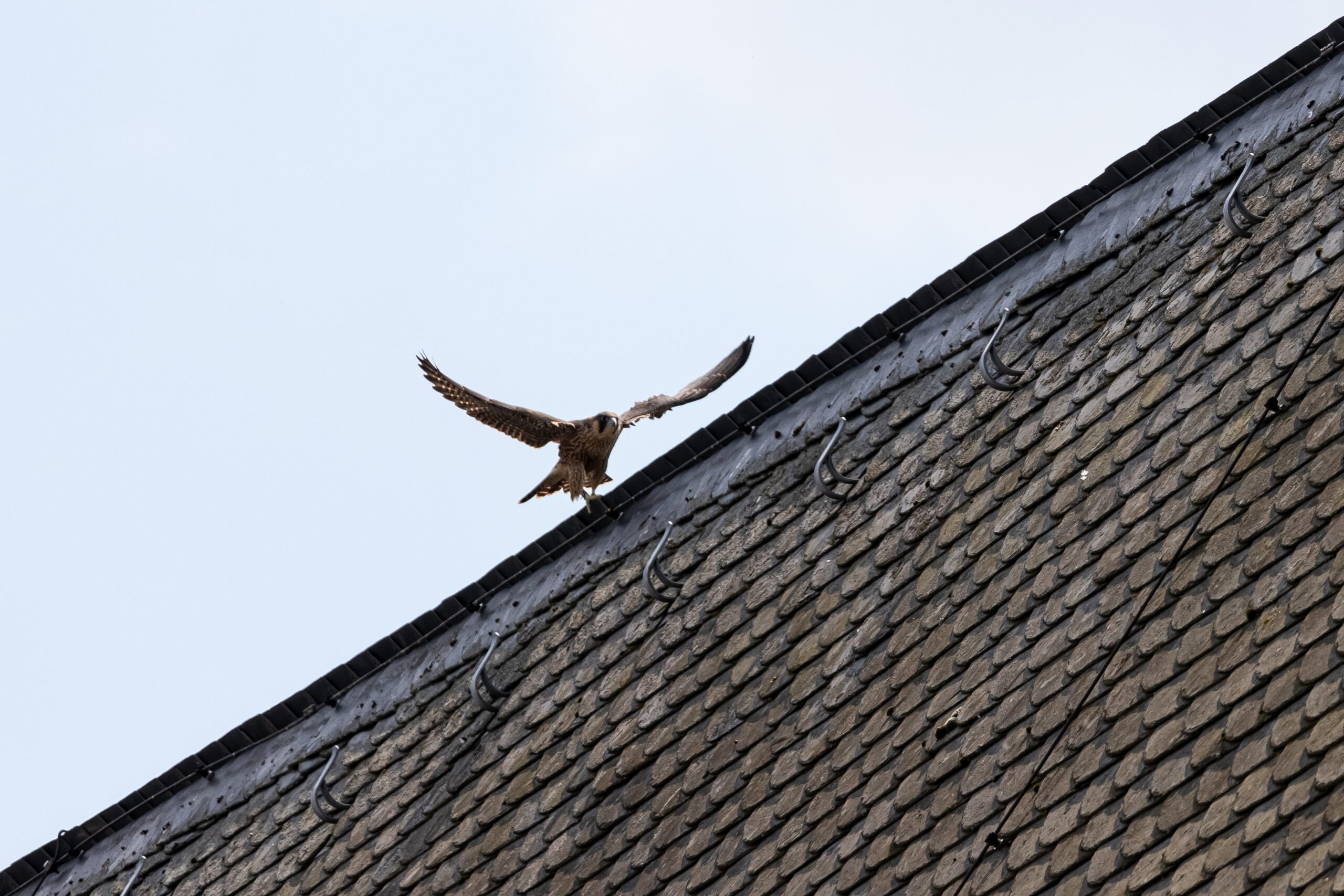 Peregrine Falcon in the city