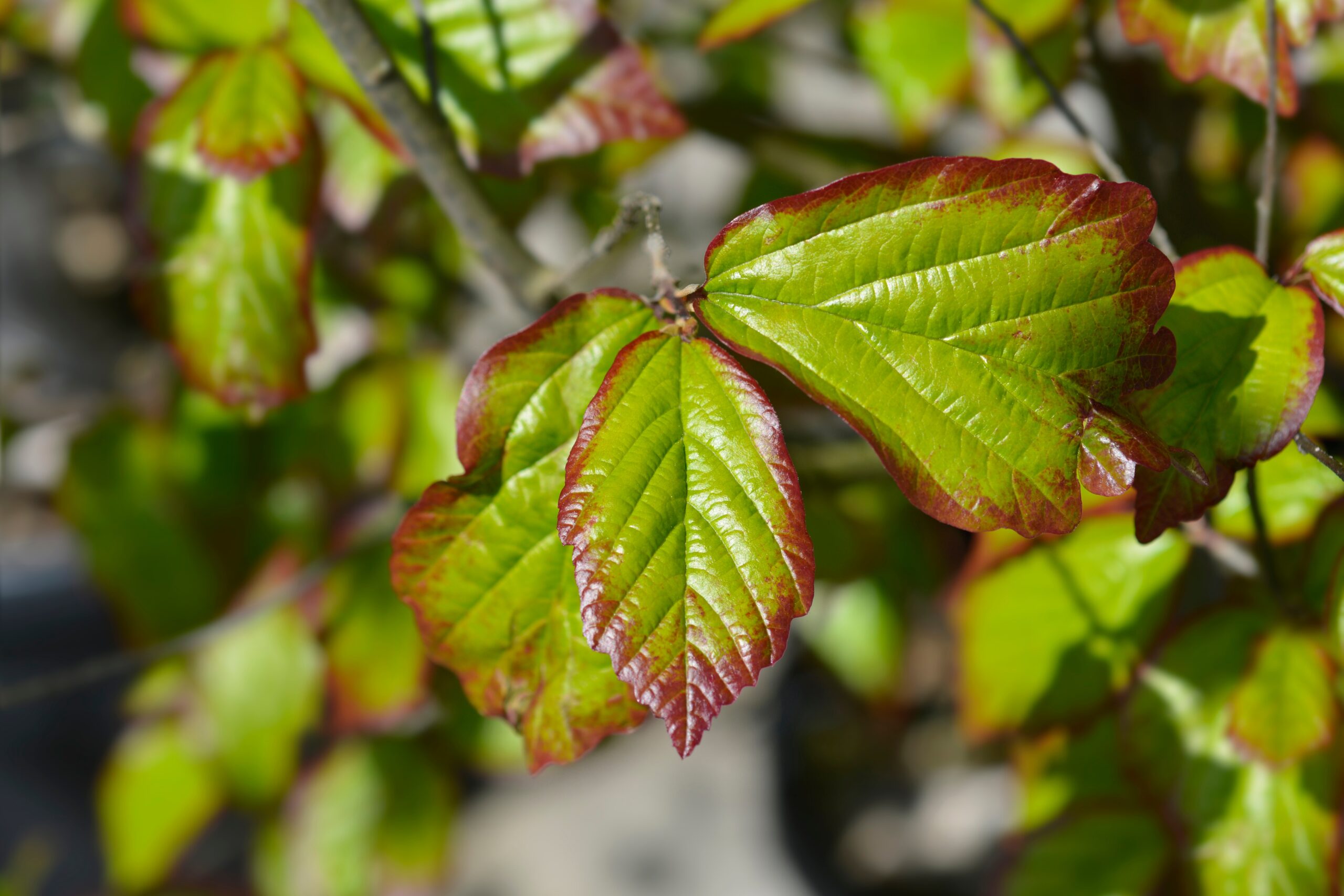 Persian Ironwood (Parrotia persica)