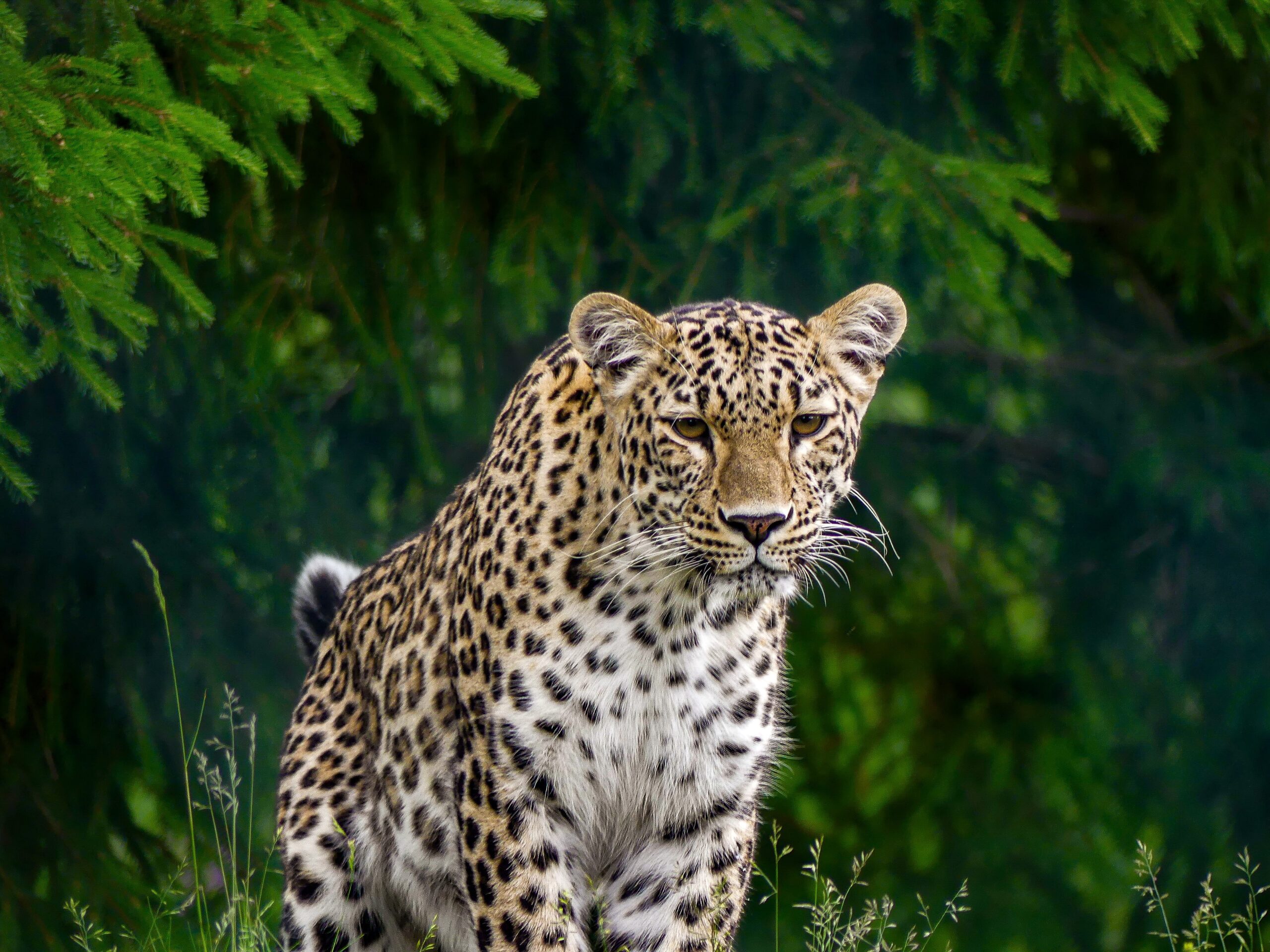 Persian Leopard