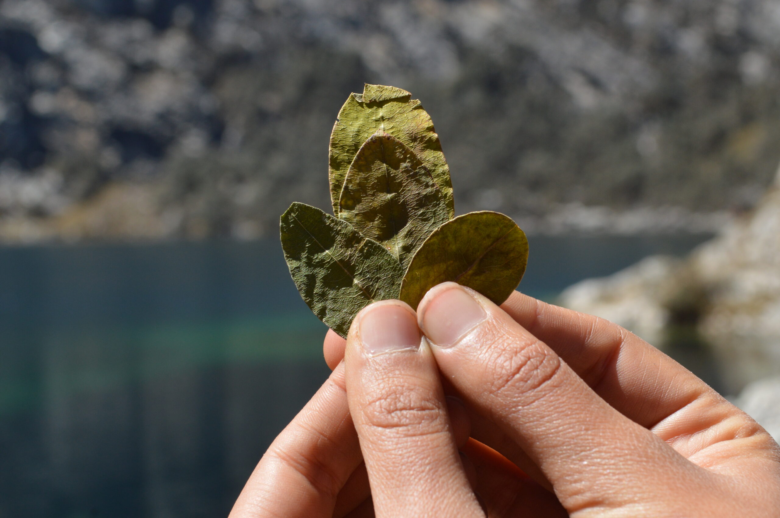 Peruvian Coca Leaf Offerings