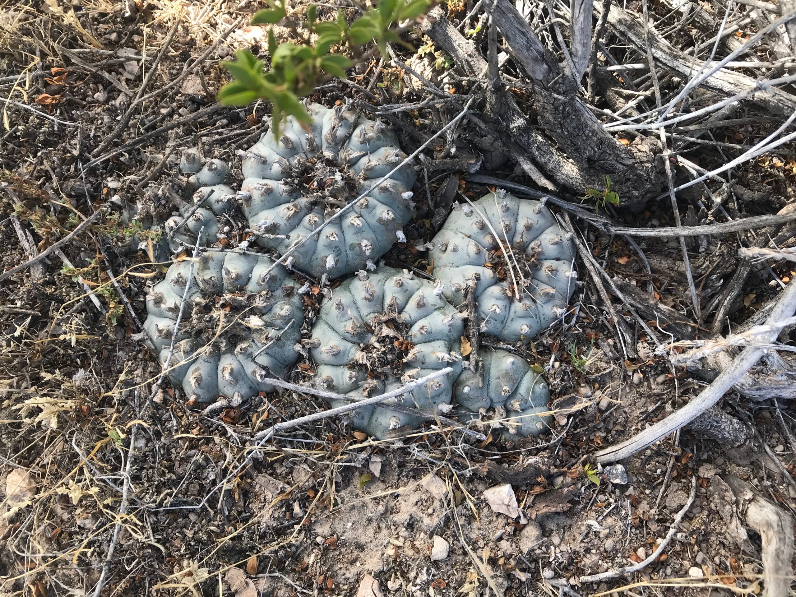 Peyote (Lophophora williamsii)