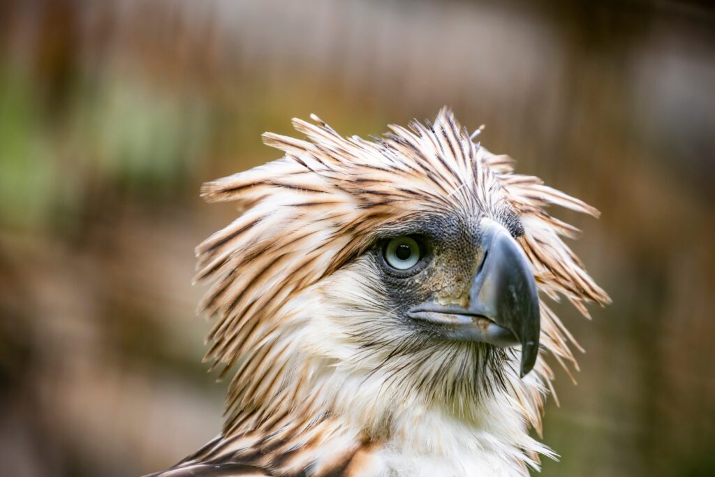 Philippine Eagle