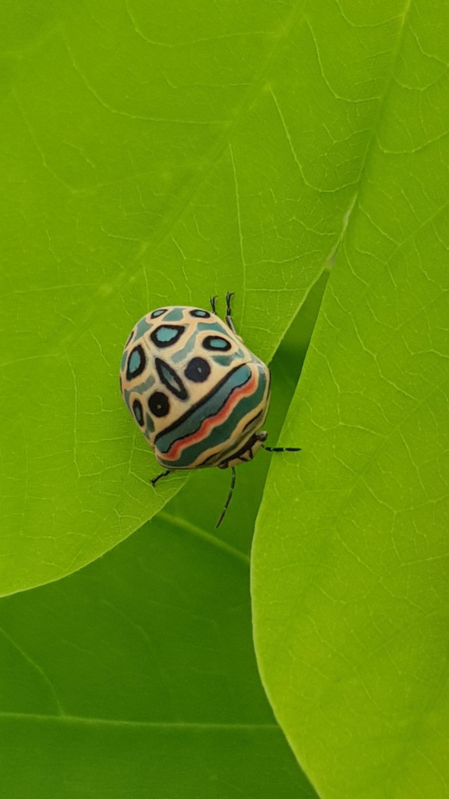 Picasso Bug (Sphaerocoris annulus)