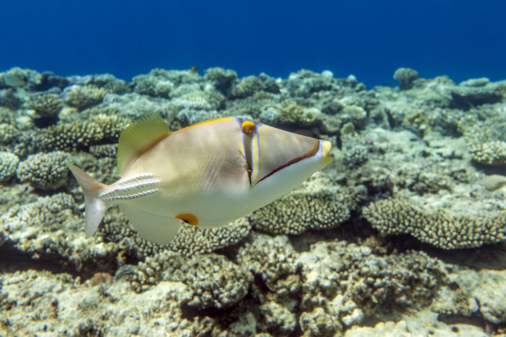 Picasso Triggerfish