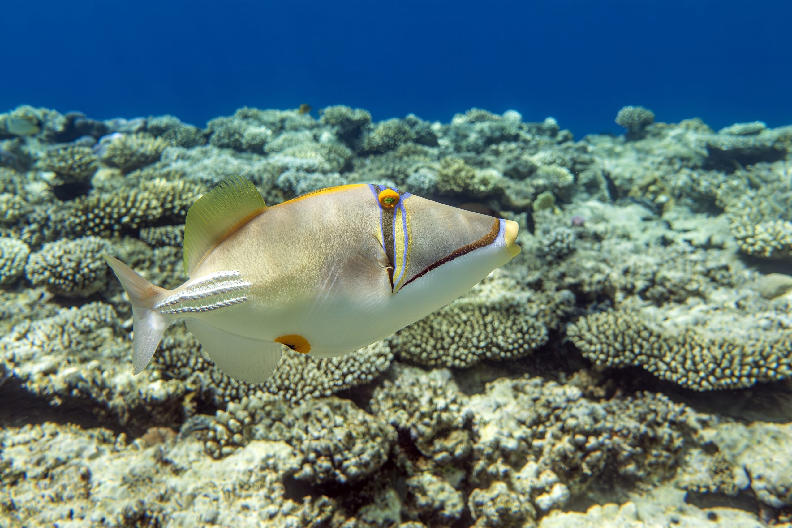 Picasso Triggerfish