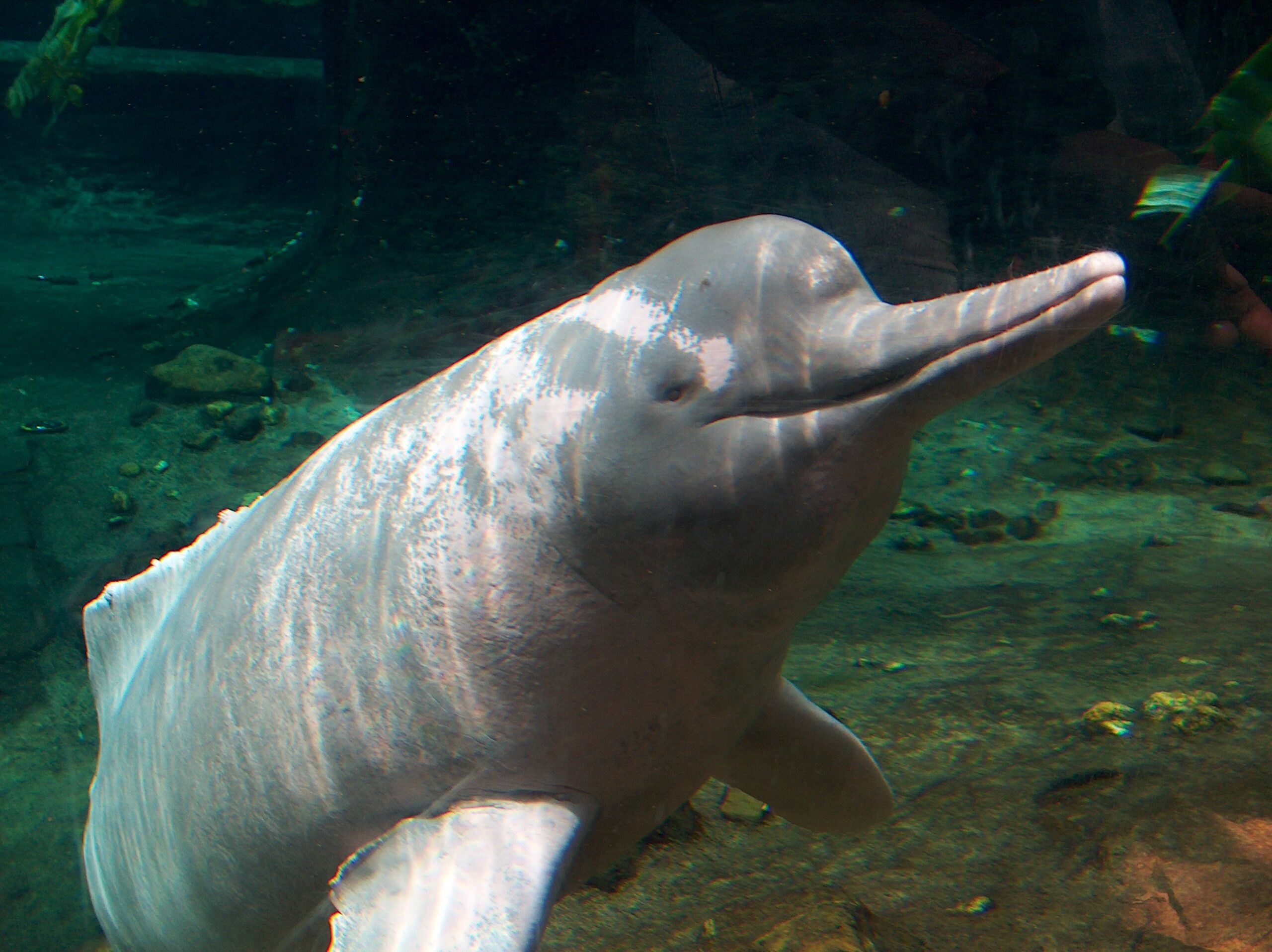 Pink River Dolphin