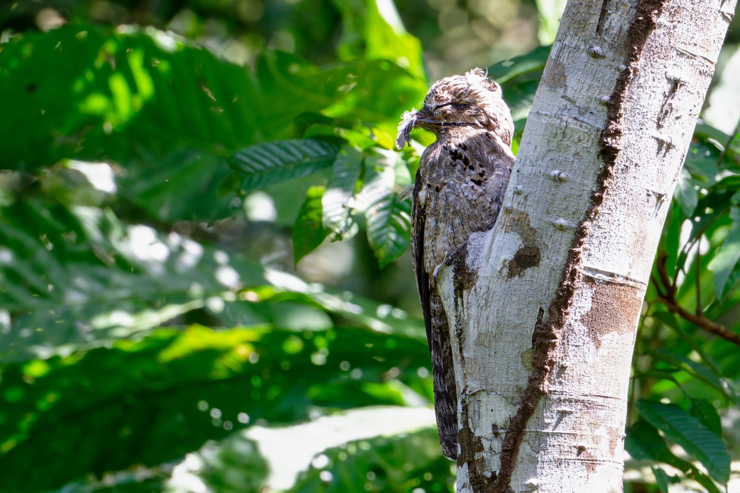 Potoo Bird