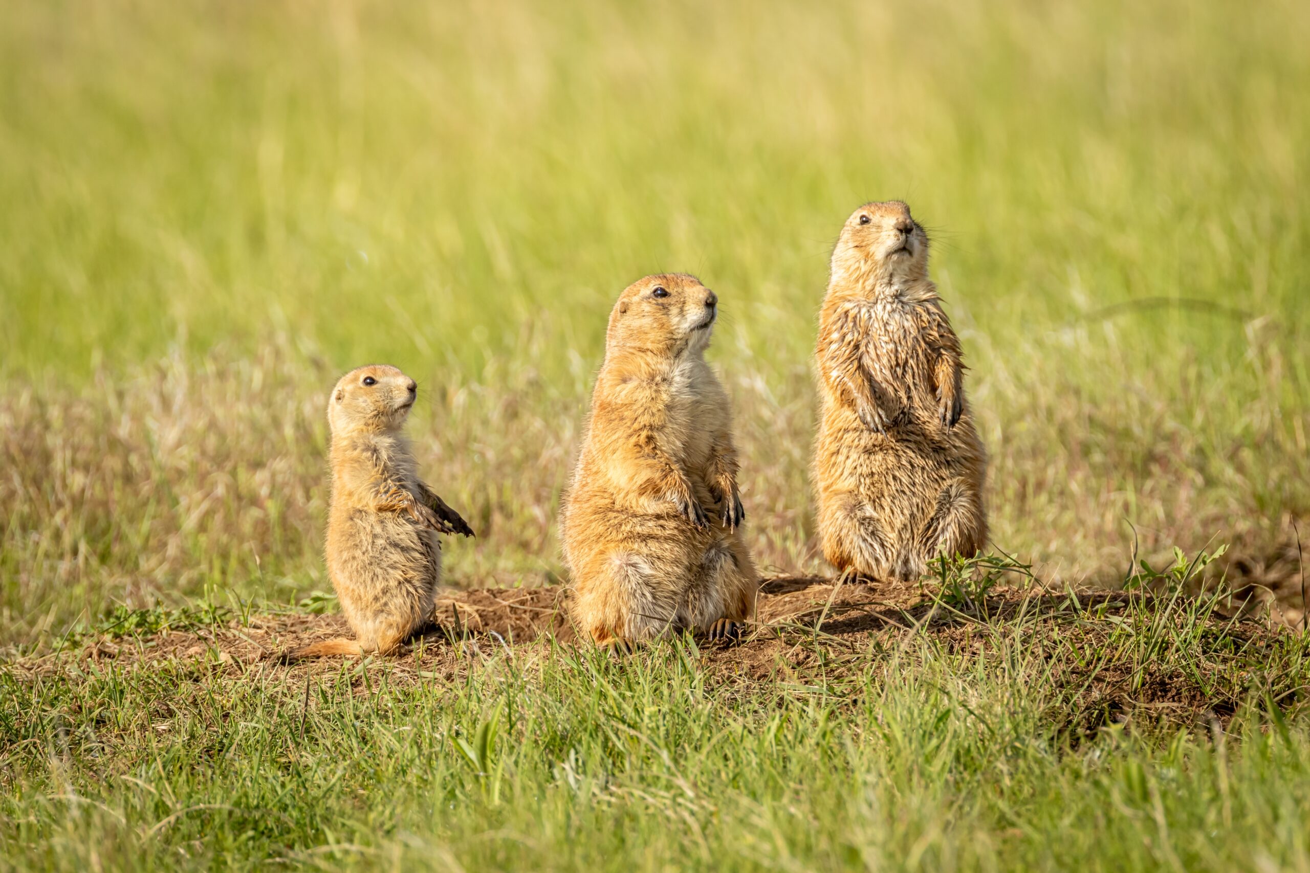 Prairie Dog