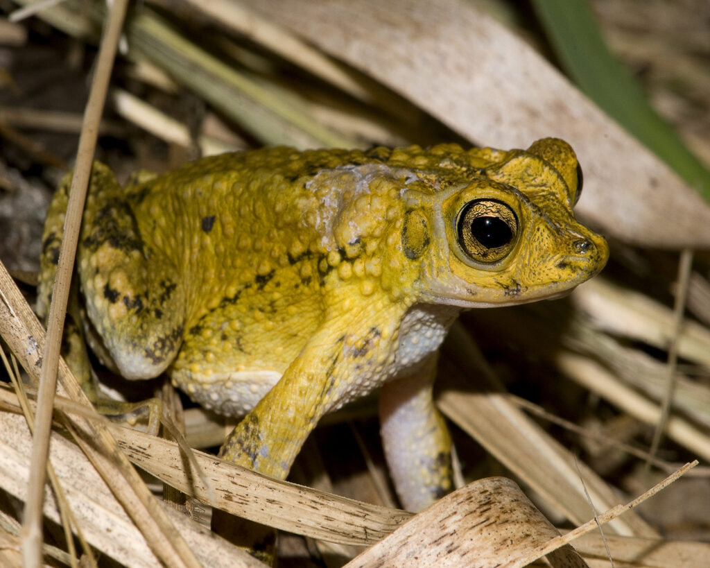 Puerto Rican Crested Toad (Peltophryne lemur)