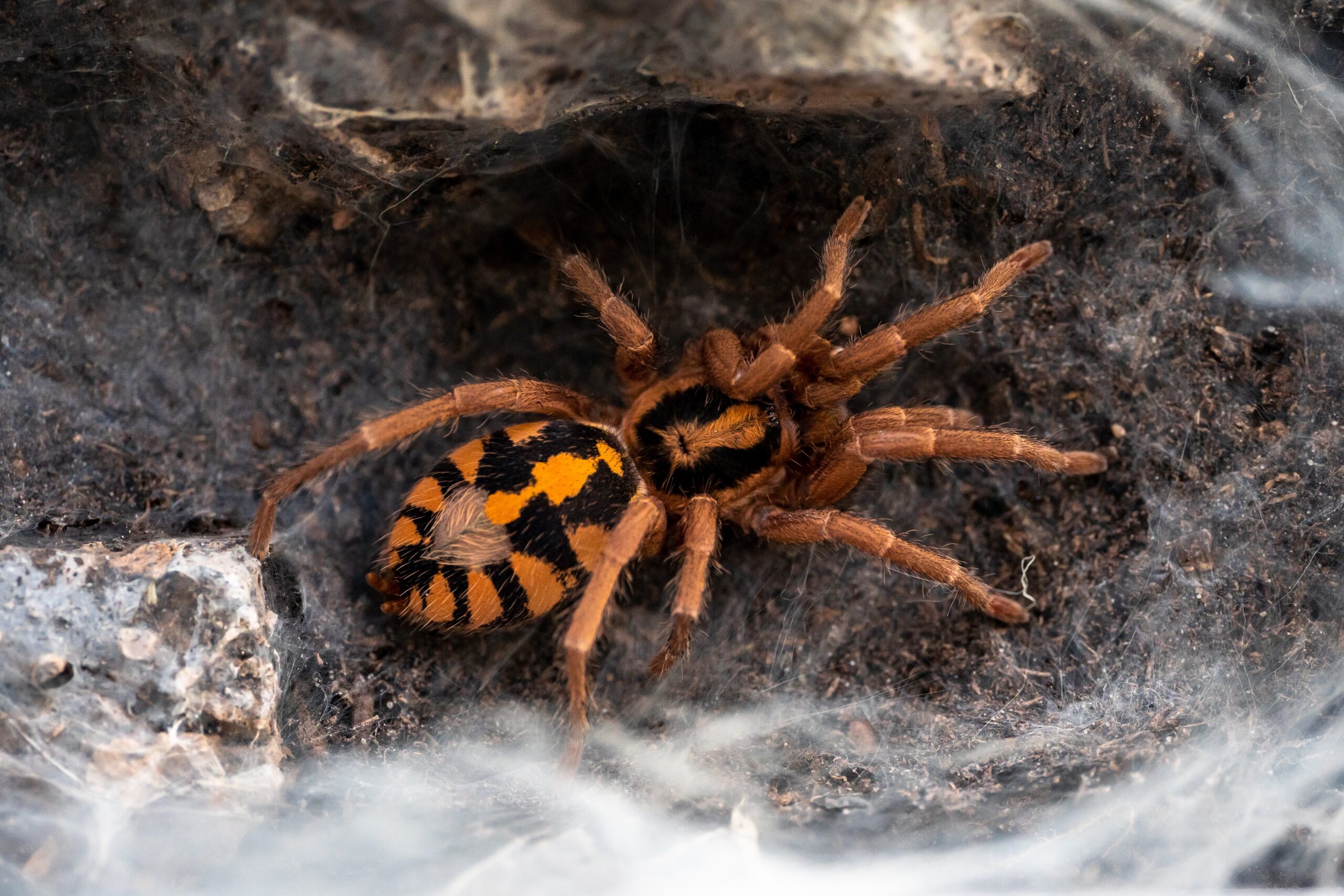 Pumpkin Patch Tarantula (Hapalopus sp. Colombia)