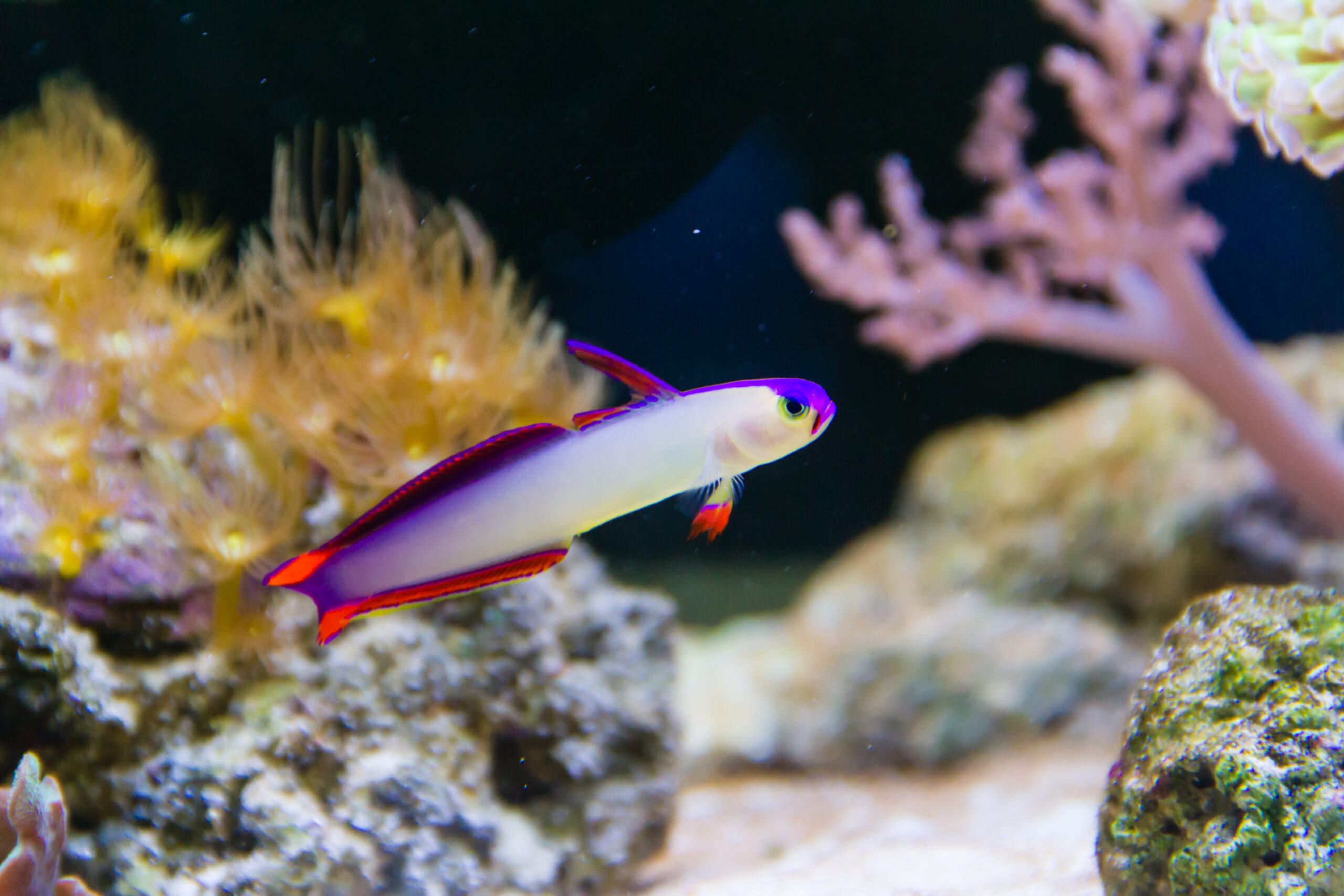 Purple Firefish