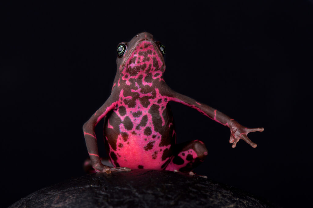 Purple Harlequin Toad