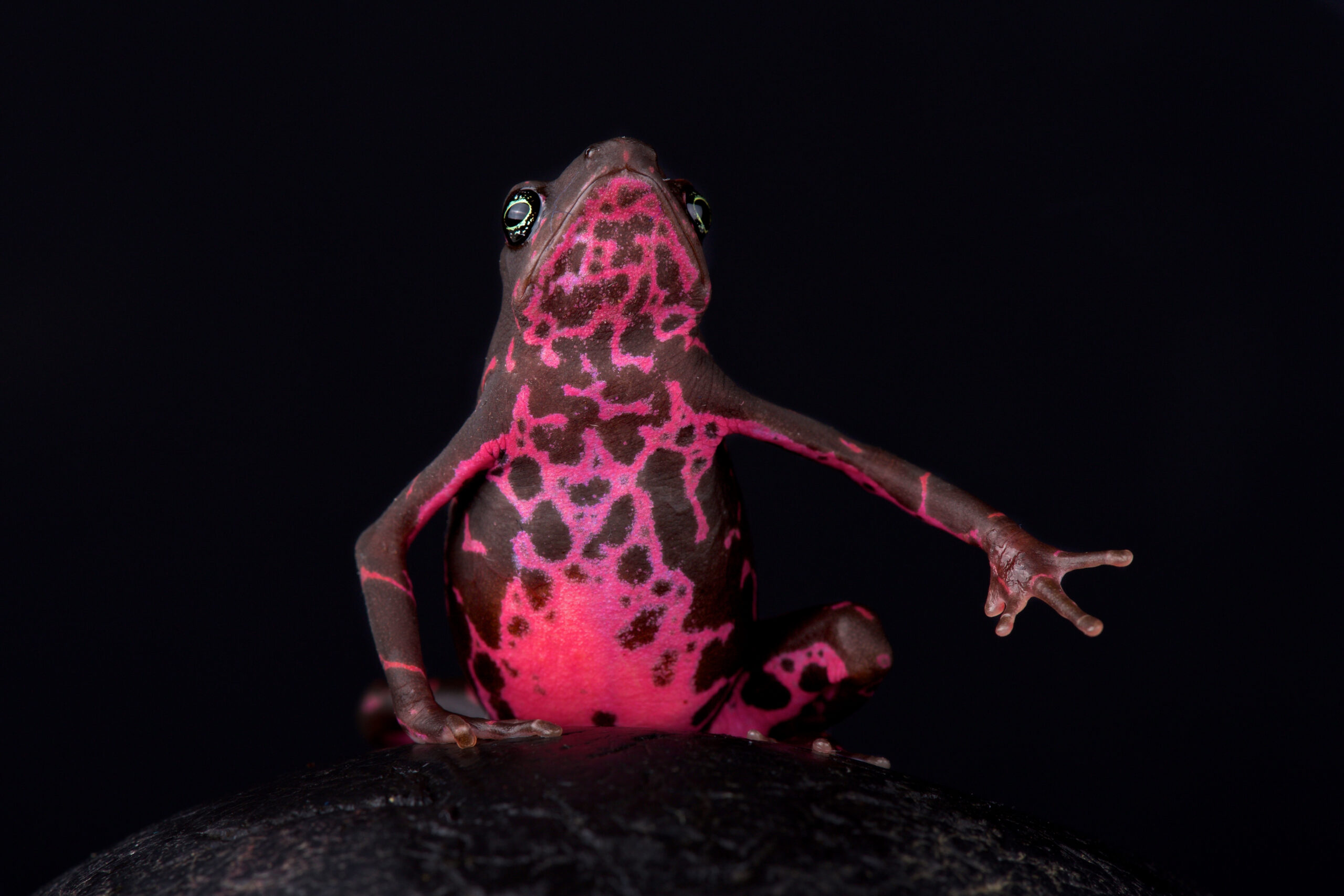 Purple Harlequin Toad