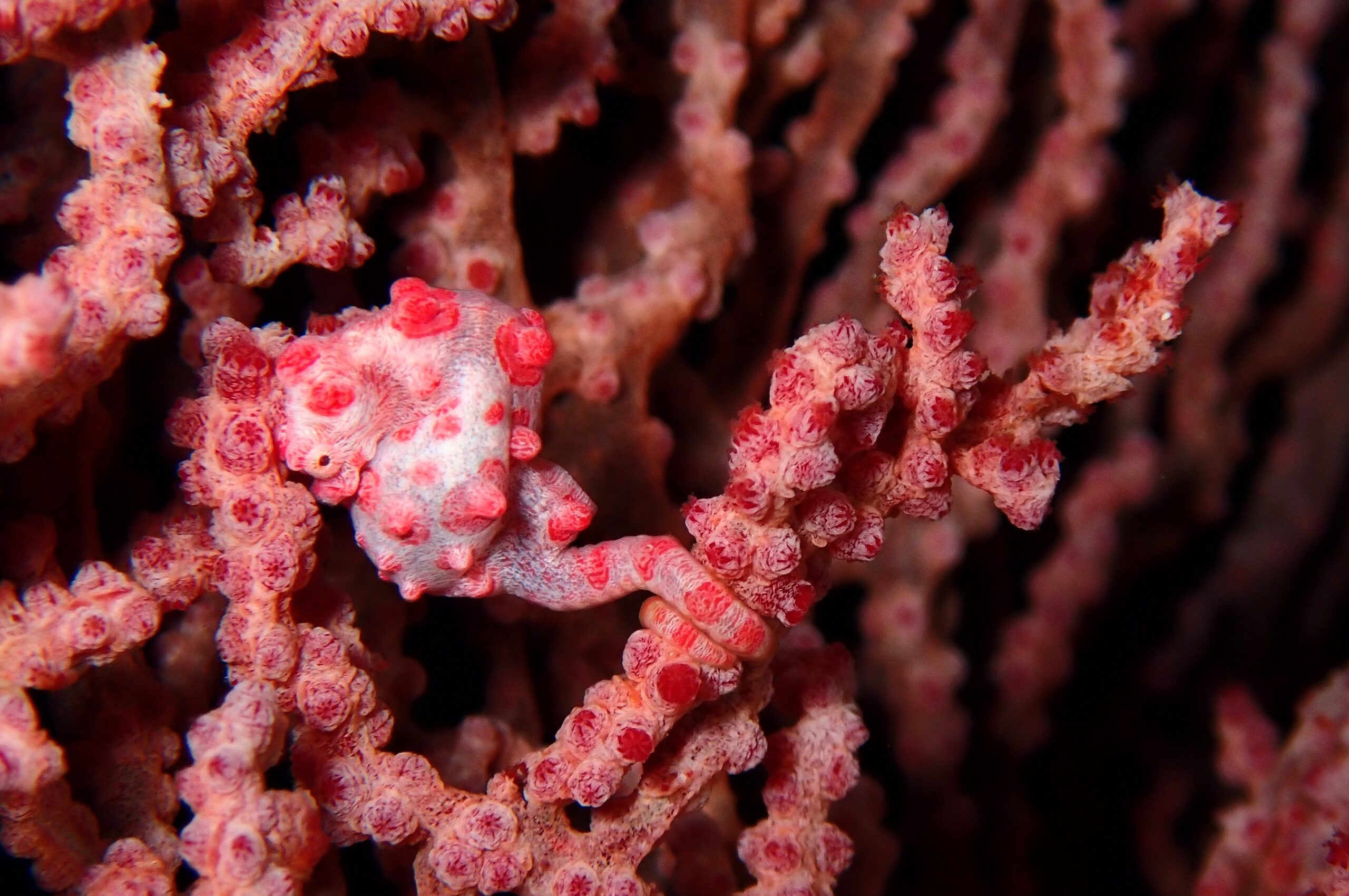 Pygmy Seahorse