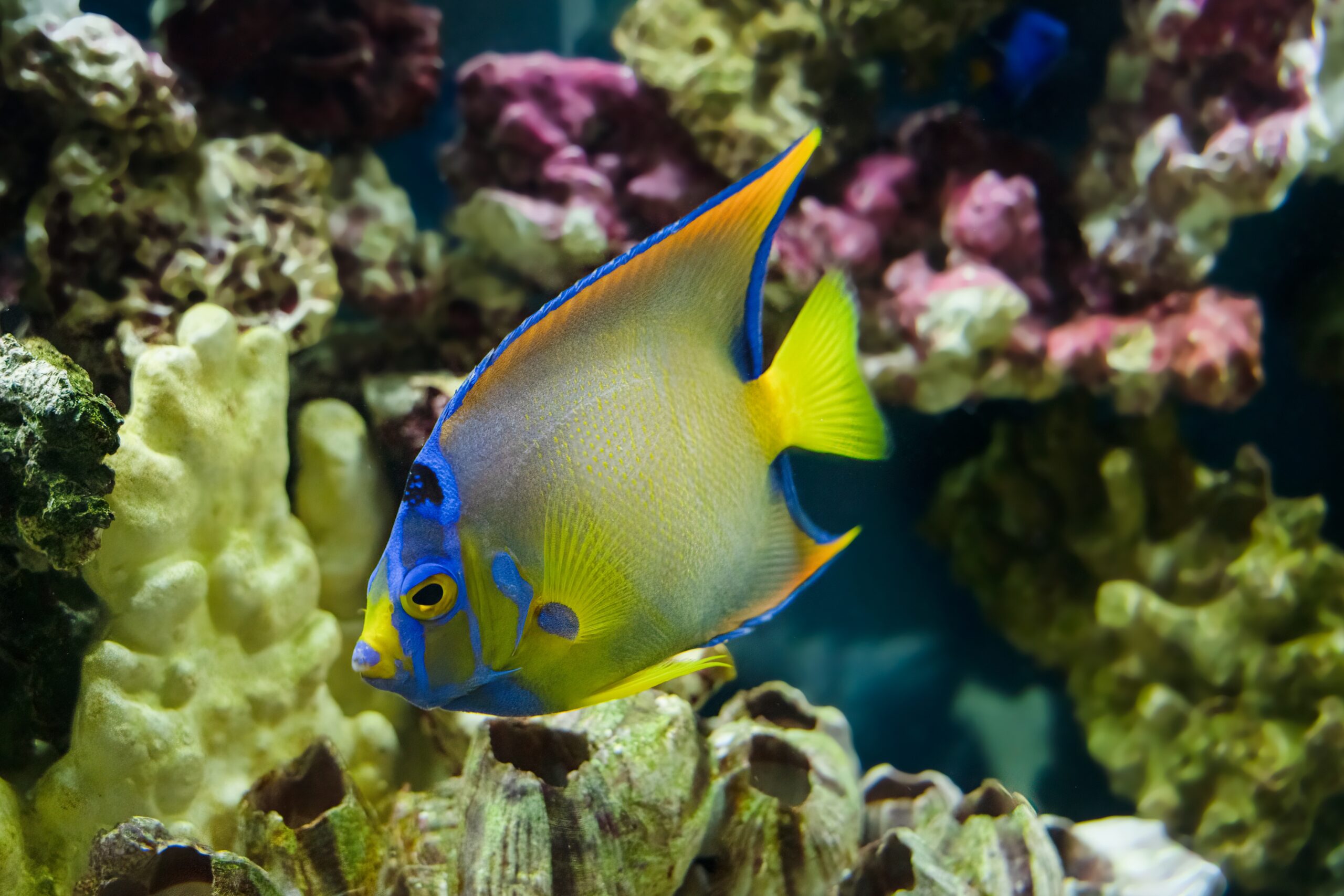 Queen Angelfish