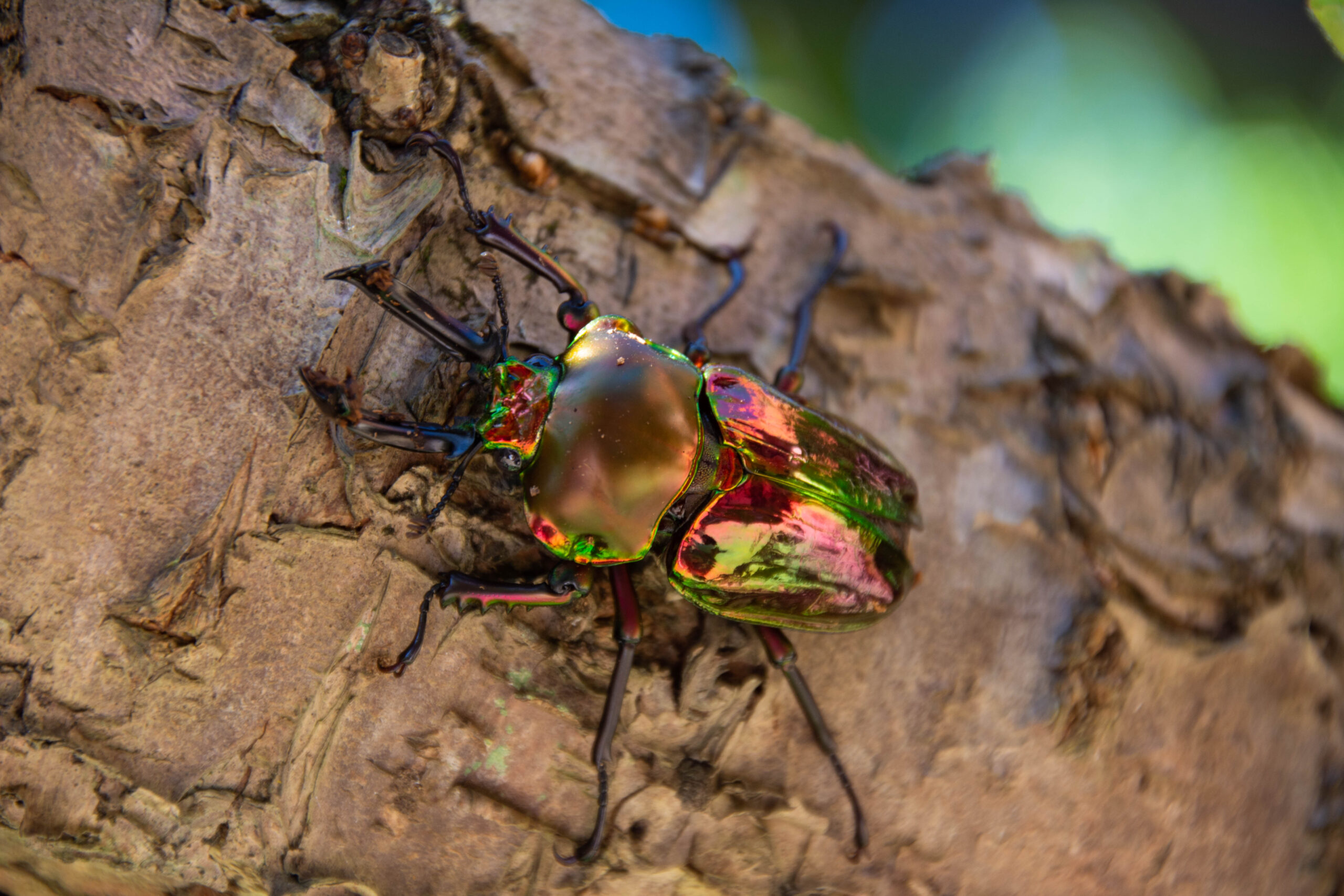 Rainbow Stag Beetle (Phalacrognathus muelleri)