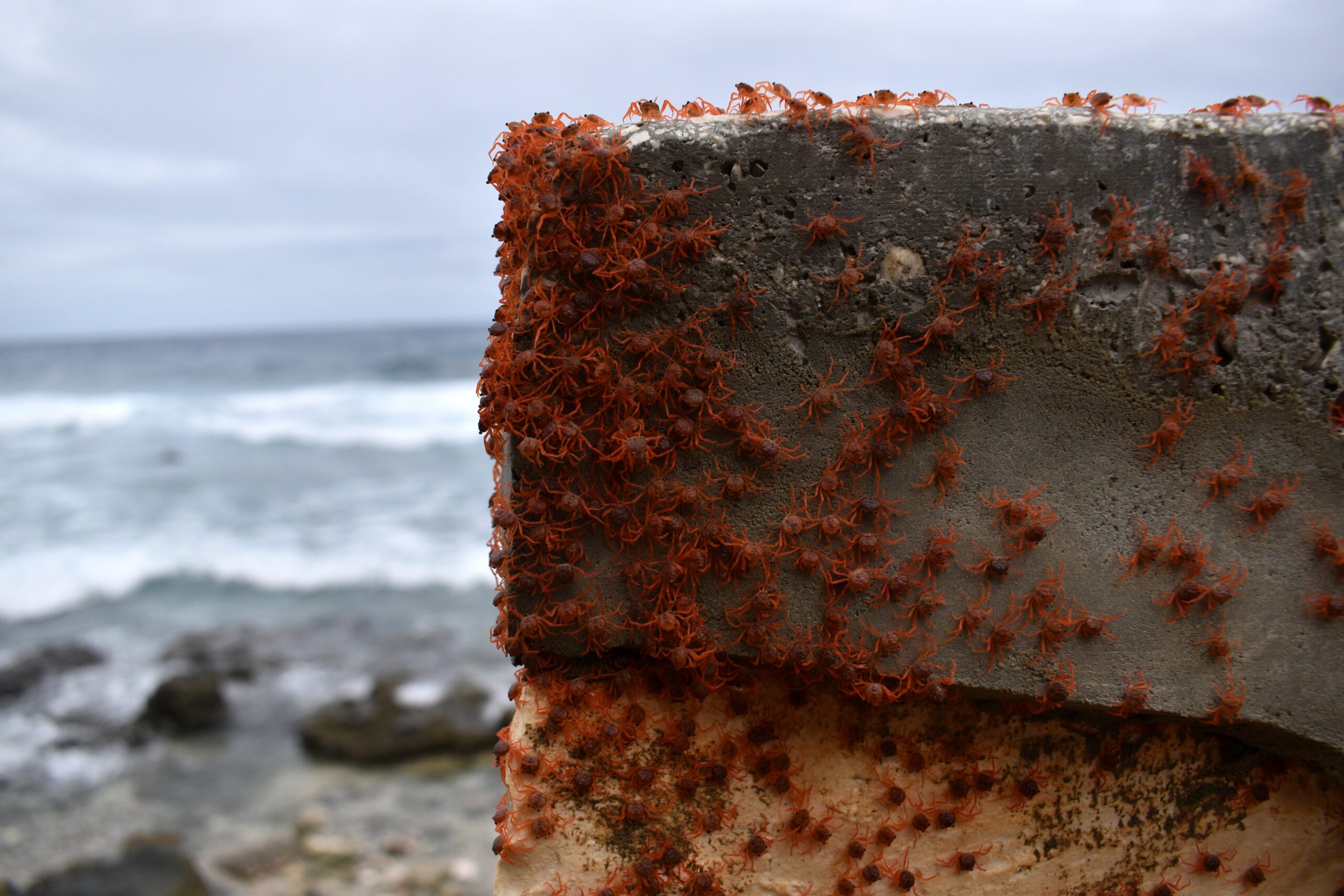 Red Crab Migration on Christmas Island