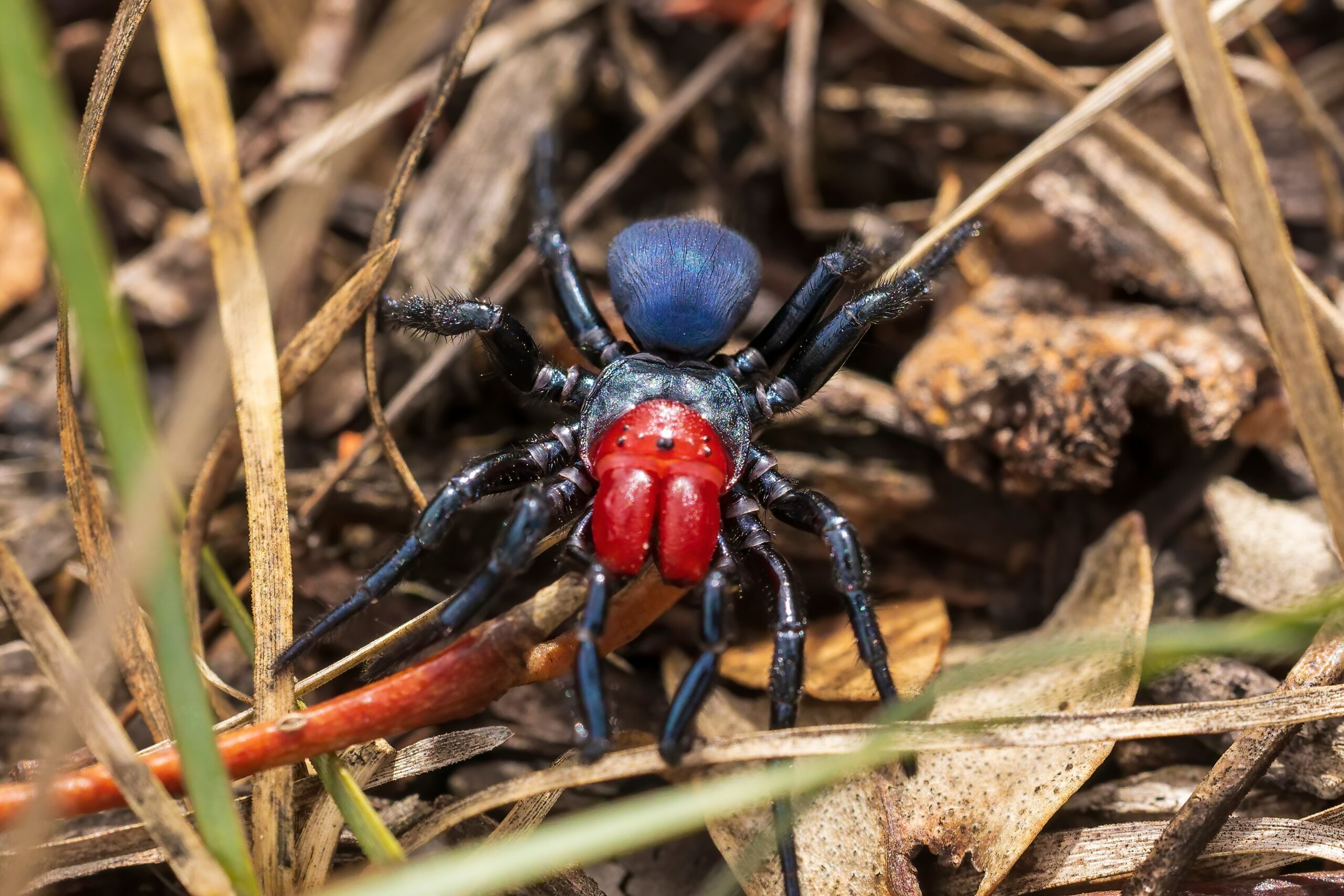 Red-Headed Mouse Spider (Missulena occatoria)