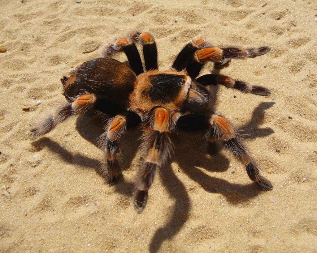 Red-Knee Tarantula (Brachypelma smithi)