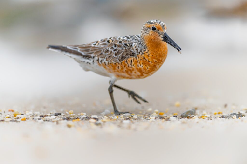 Red Knot