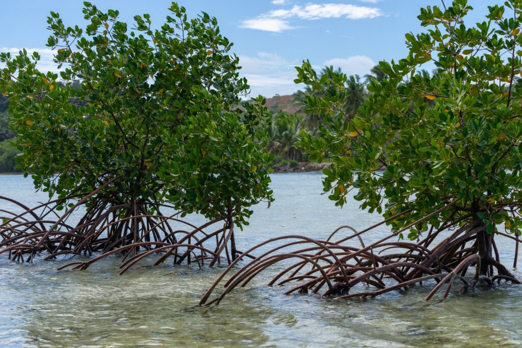 Red Mangrove