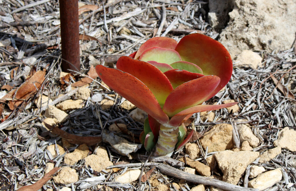 Red Pancake Kalanchoe