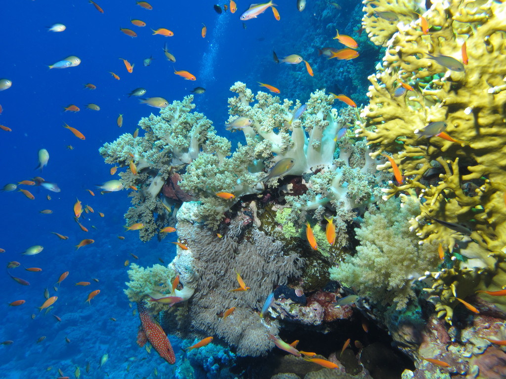 Red Sea Coral Reef, Egypt