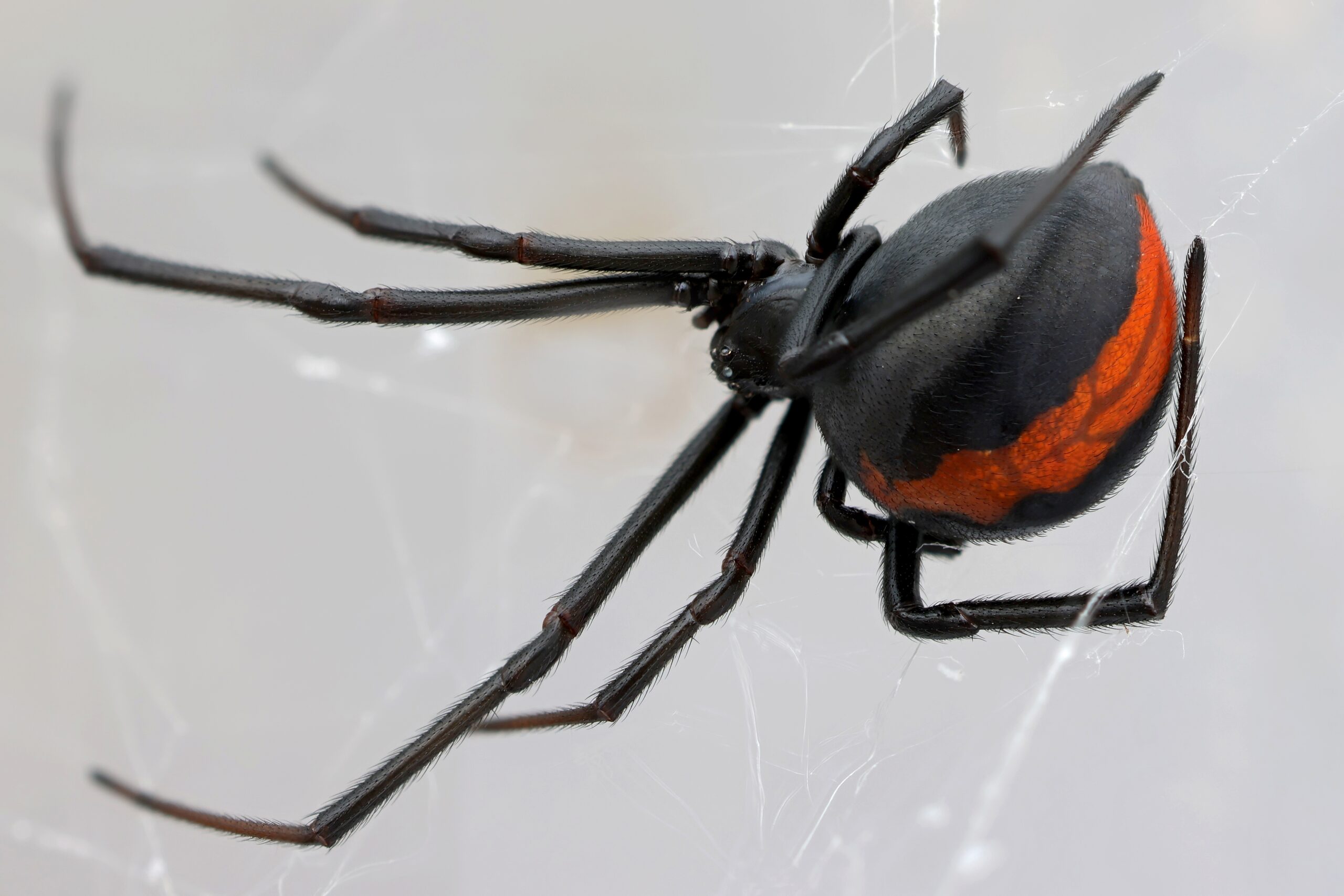 Redback Spider (Latrodectus hasselti)