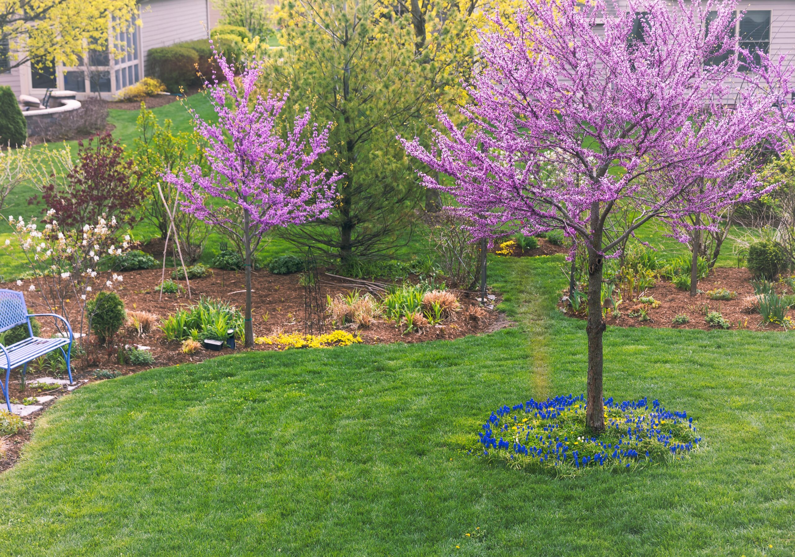 Redbud (Cercis canadensis)