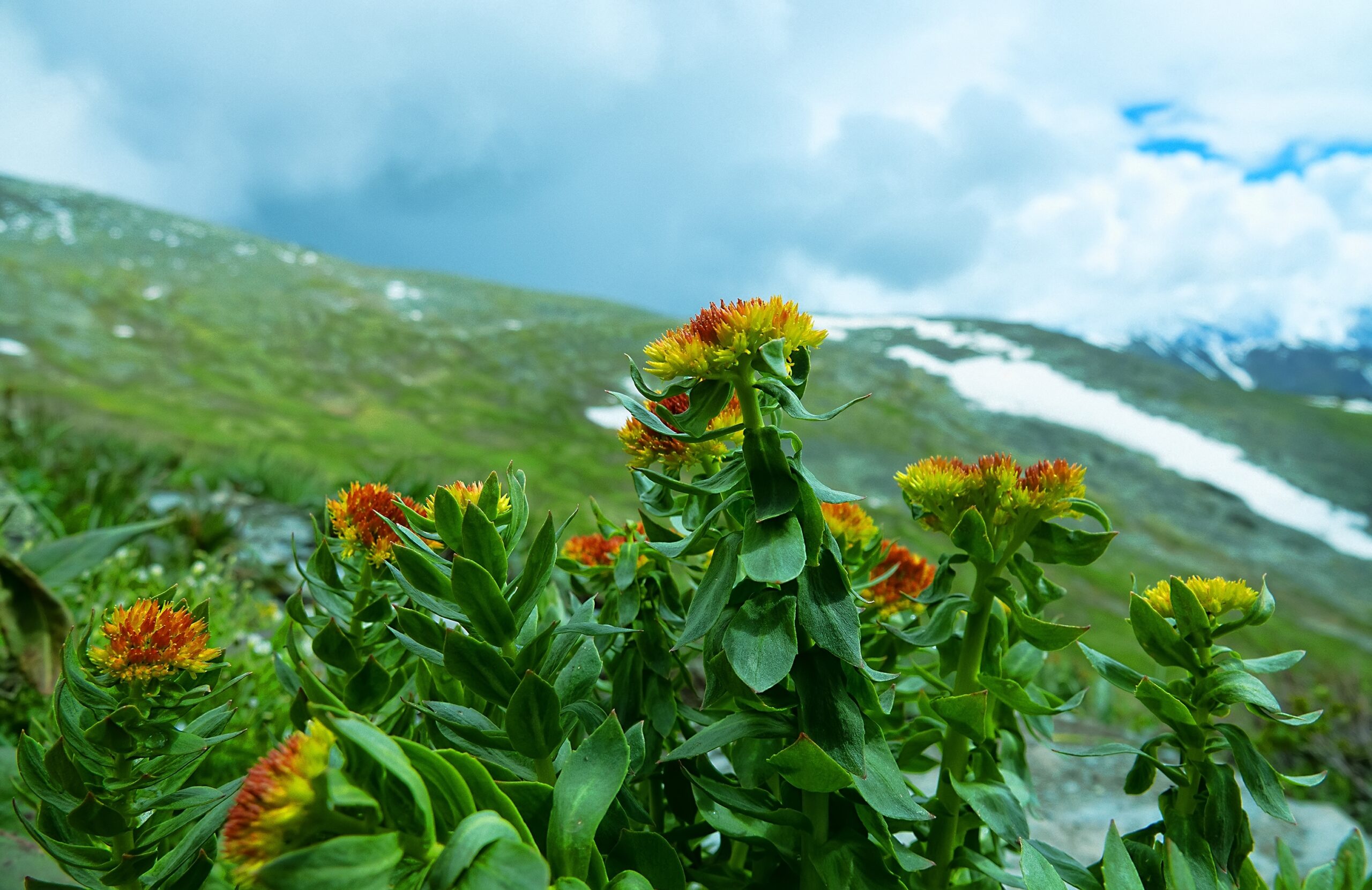 Rhodiola (Rhodiola rosea)