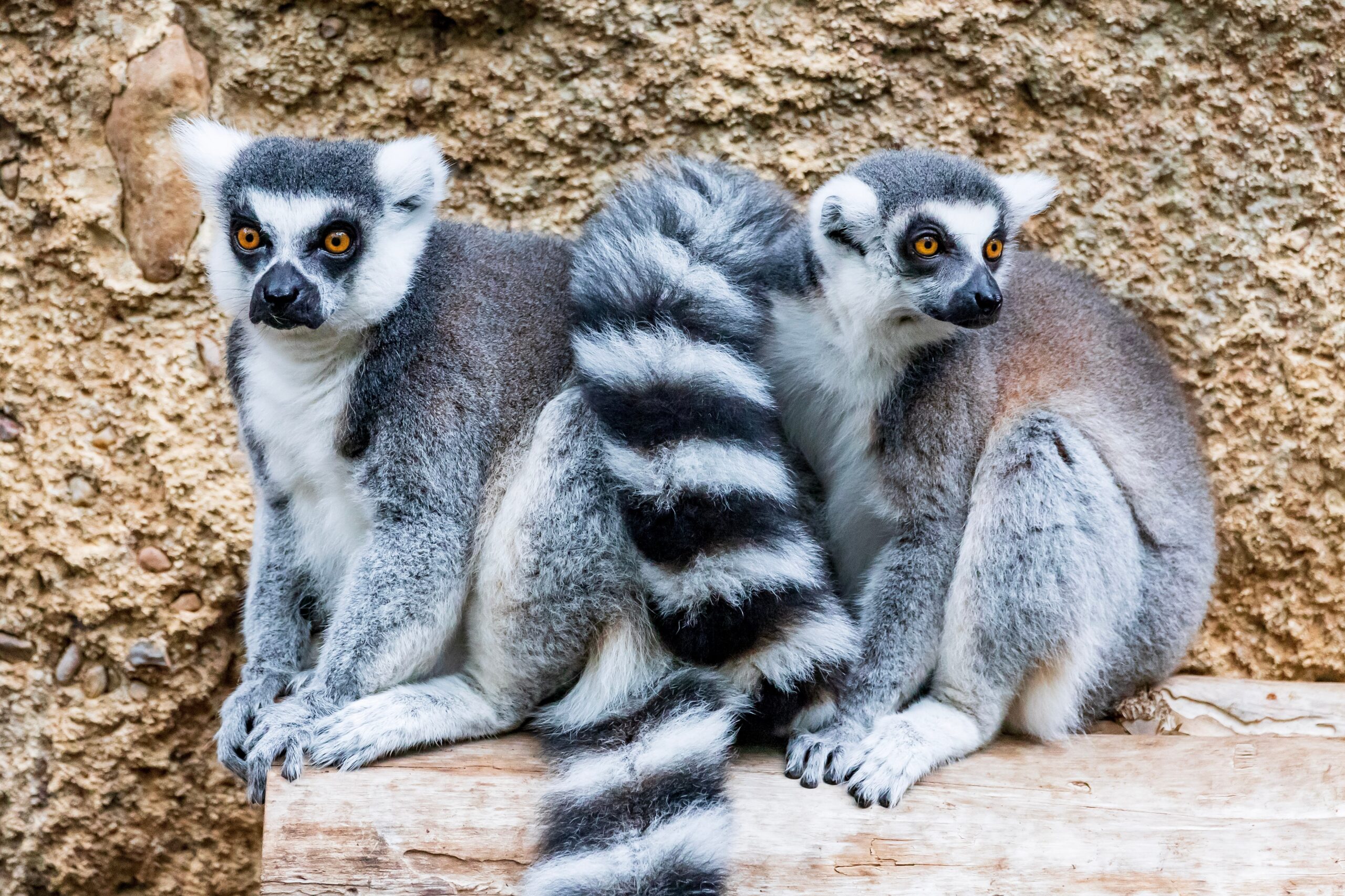 Ring-tailed Lemur