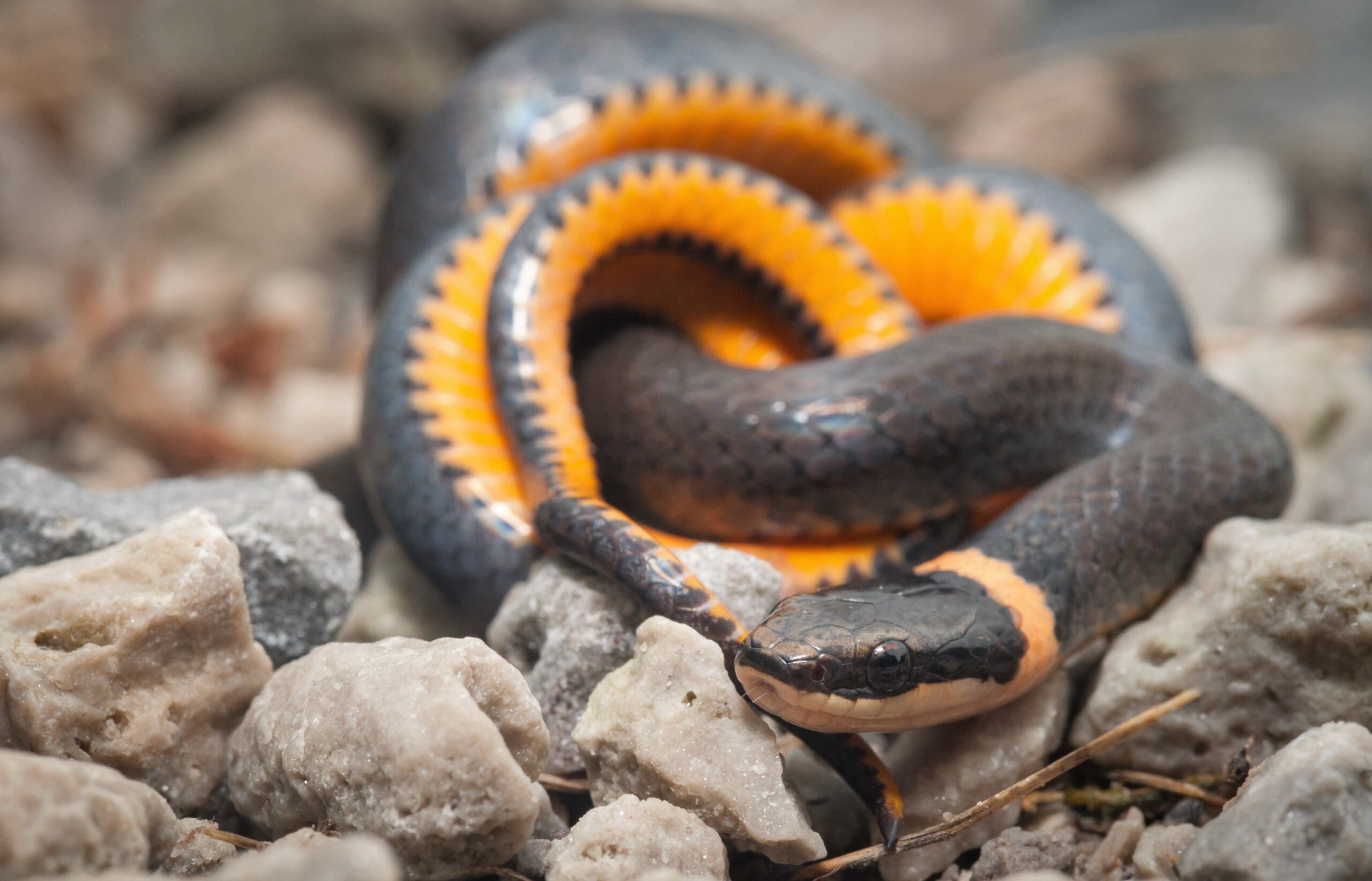 Ringneck Snake