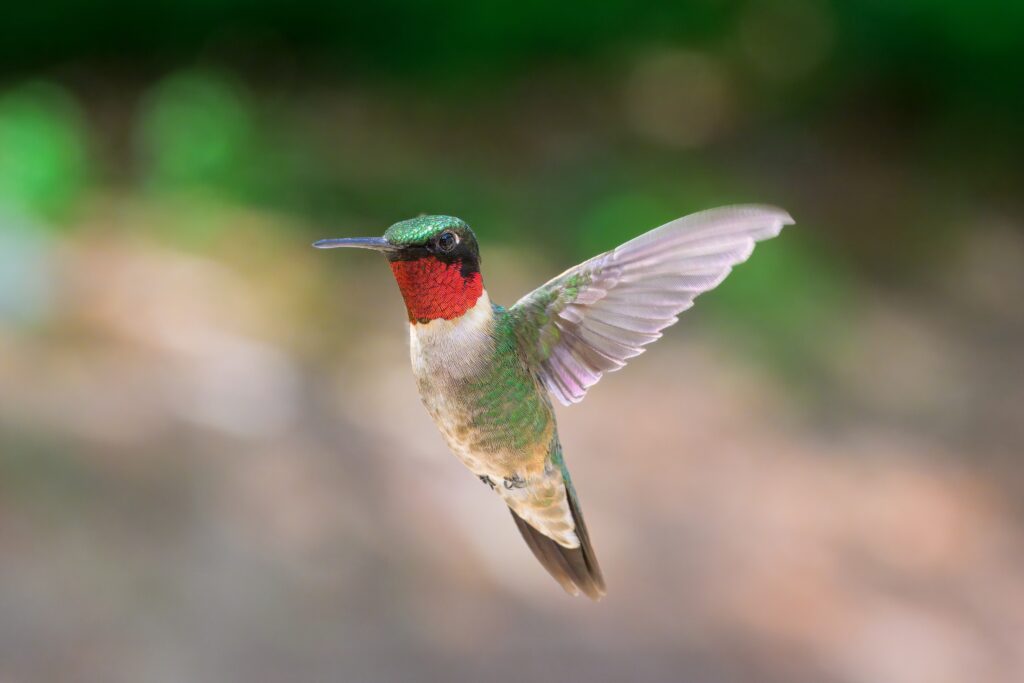 Ruby-throated Hummingbird