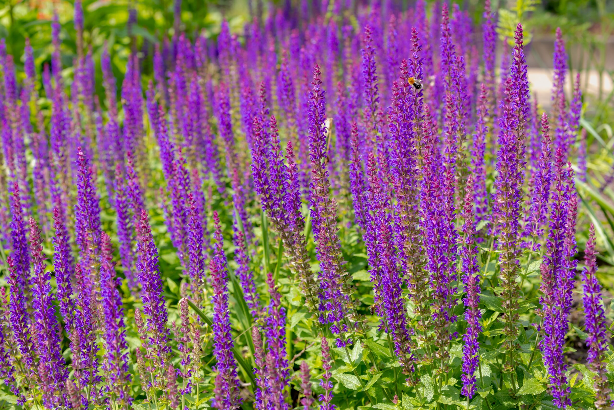 Salvia (Sage)