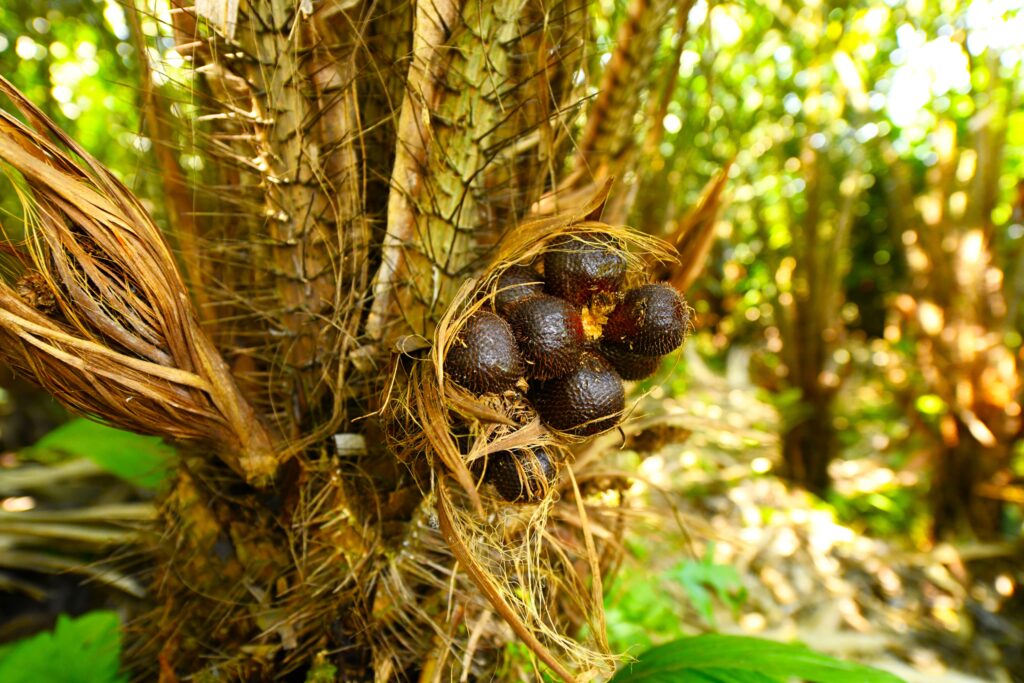 Salak (Snake Fruit)