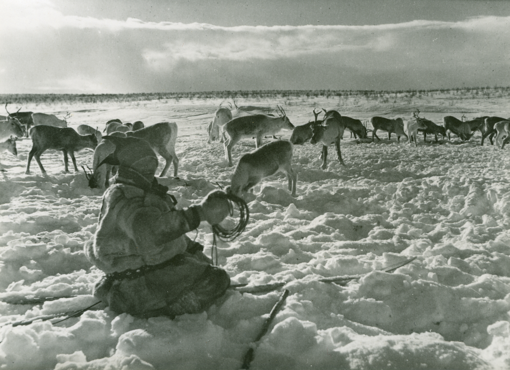 Sami Reindeer Herding (Sami, Scandinavia)