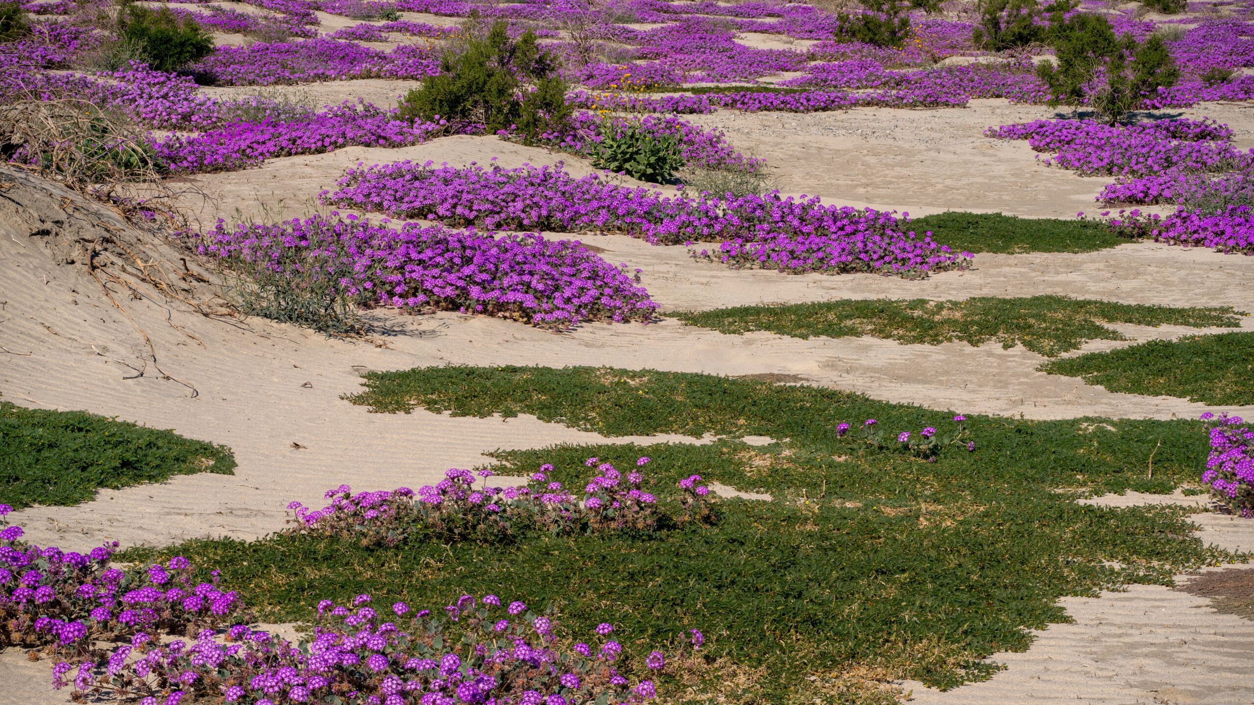 Sand Verbena