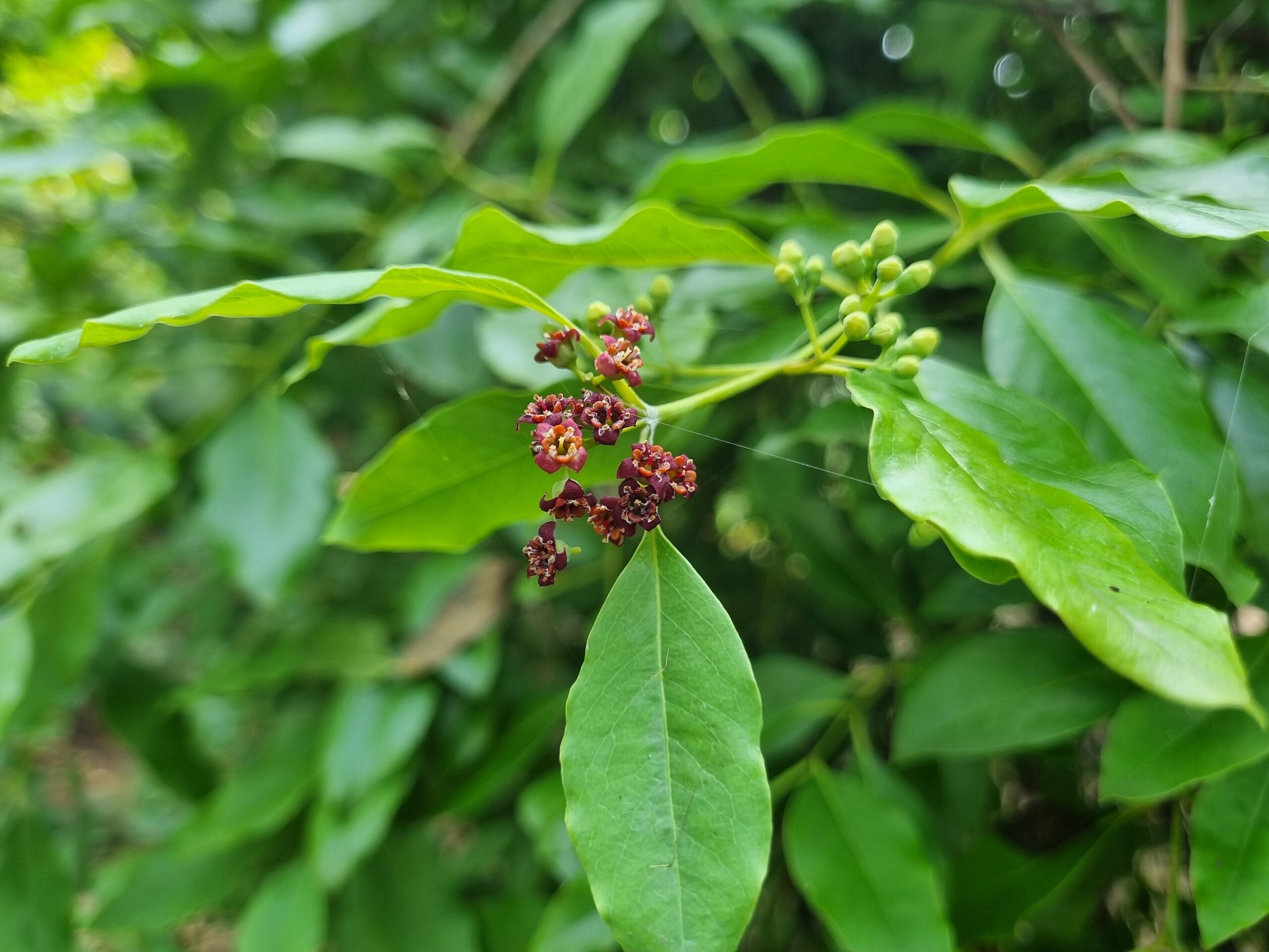 Sandalwood (Santalum album)