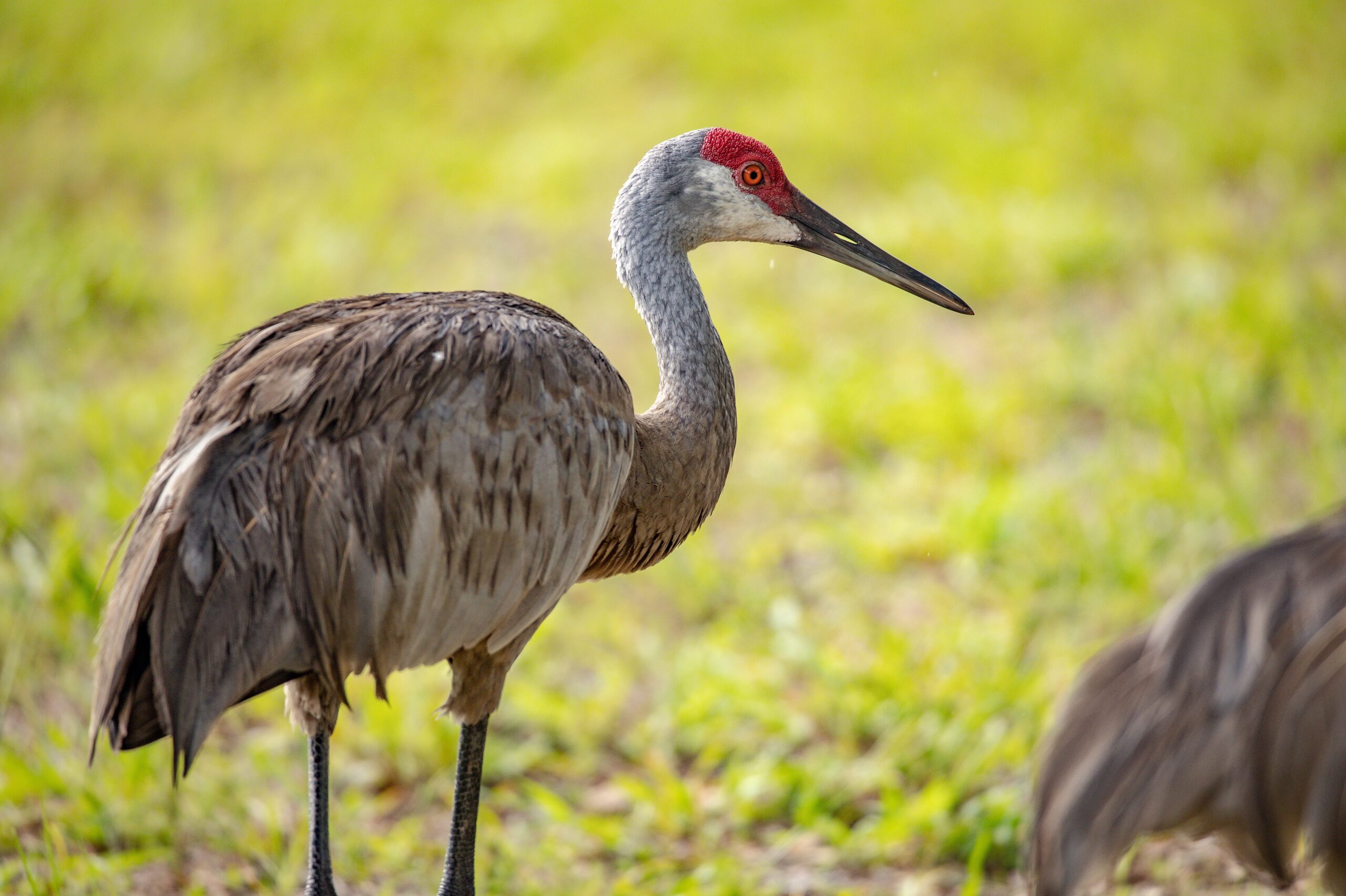 Sandhill Crane