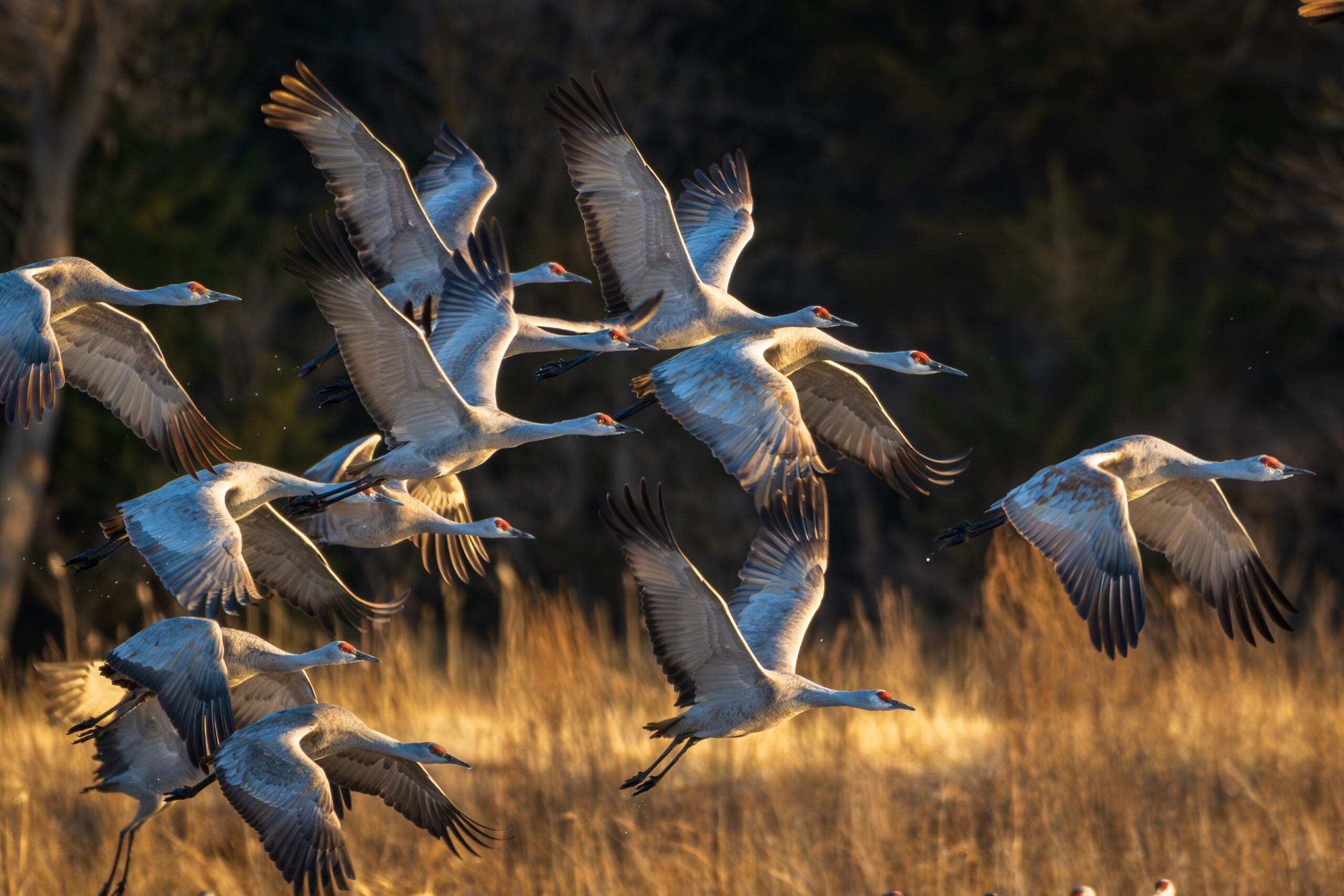 Sandhill Crane Migration