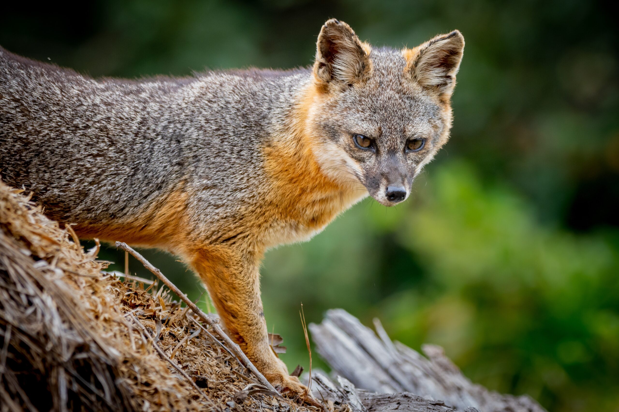 Santa Cruz Island Fox