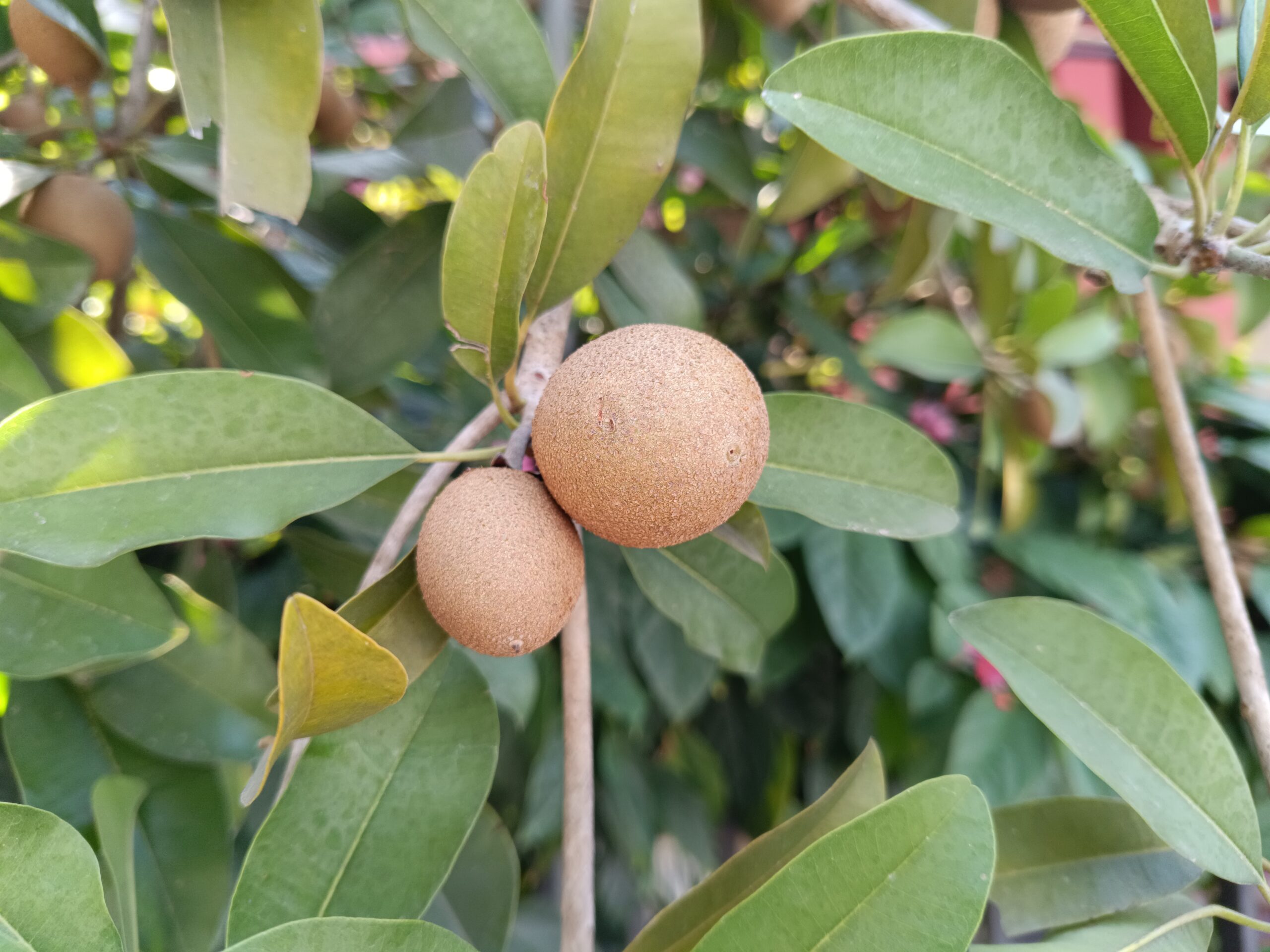 Sapodilla